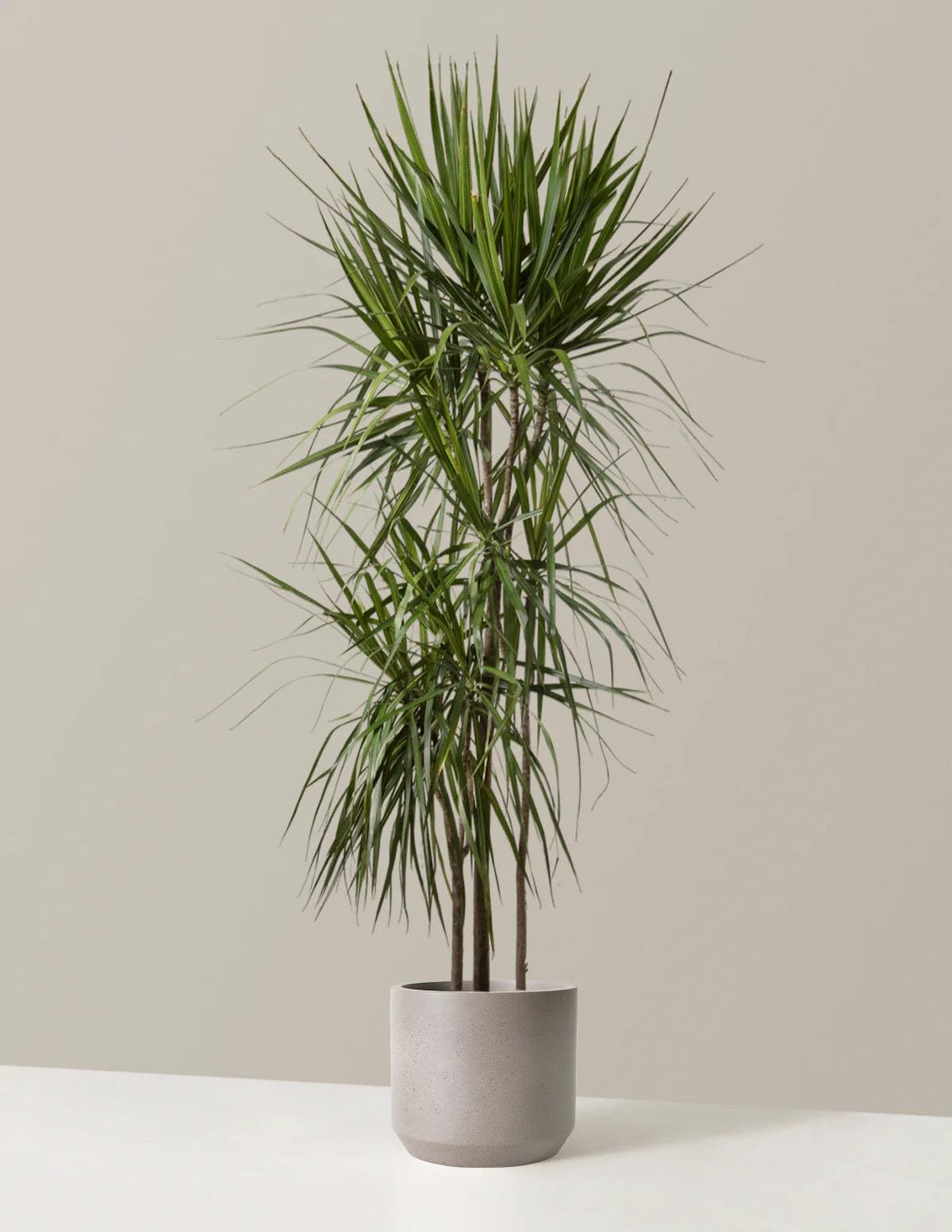 Dracaena Marginata Starter Plant | 8–14” Live Dragon Tree | Easy-Care Indoor Houseplant *please read description*