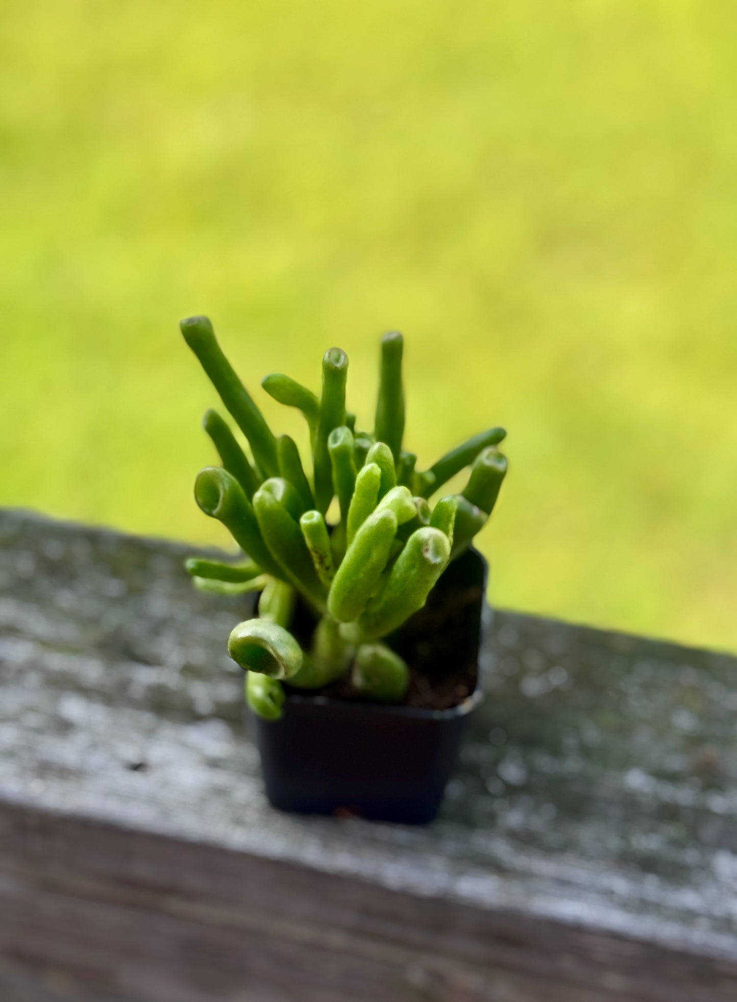 Gollum Jade Succulent – 2” Starter Plant – Crassula ovata ‘Gollum’