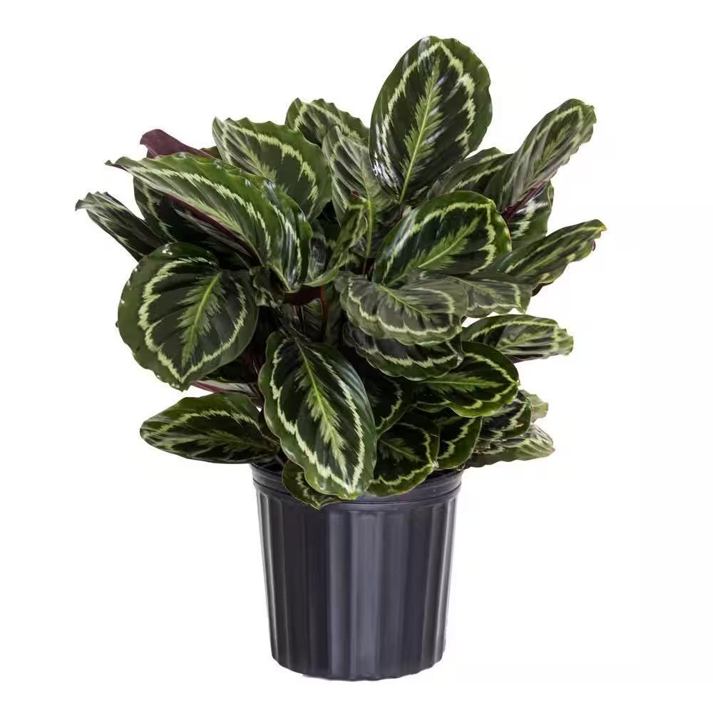Calathea 'Like a Prayer' Starter Plant: Burgundy Underside, Moving Leaves (8-14")