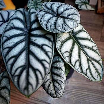 Alocasia Silver Dragon. : No. I will pot them myself. I would rather save the money.