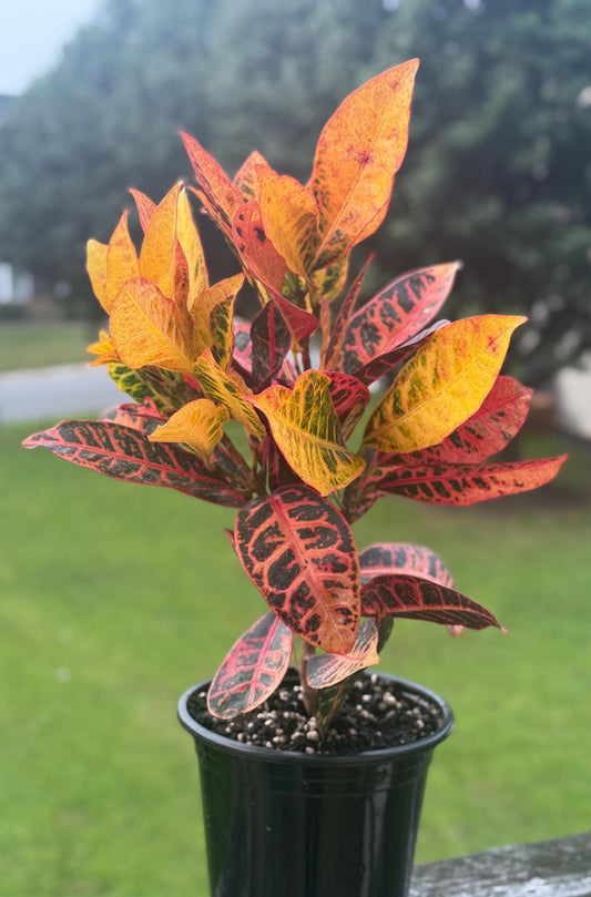 Croton Petra (Codiaeum variegatum) – 10–14” Tall – Vibrant Tropical Houseplant *please read description*