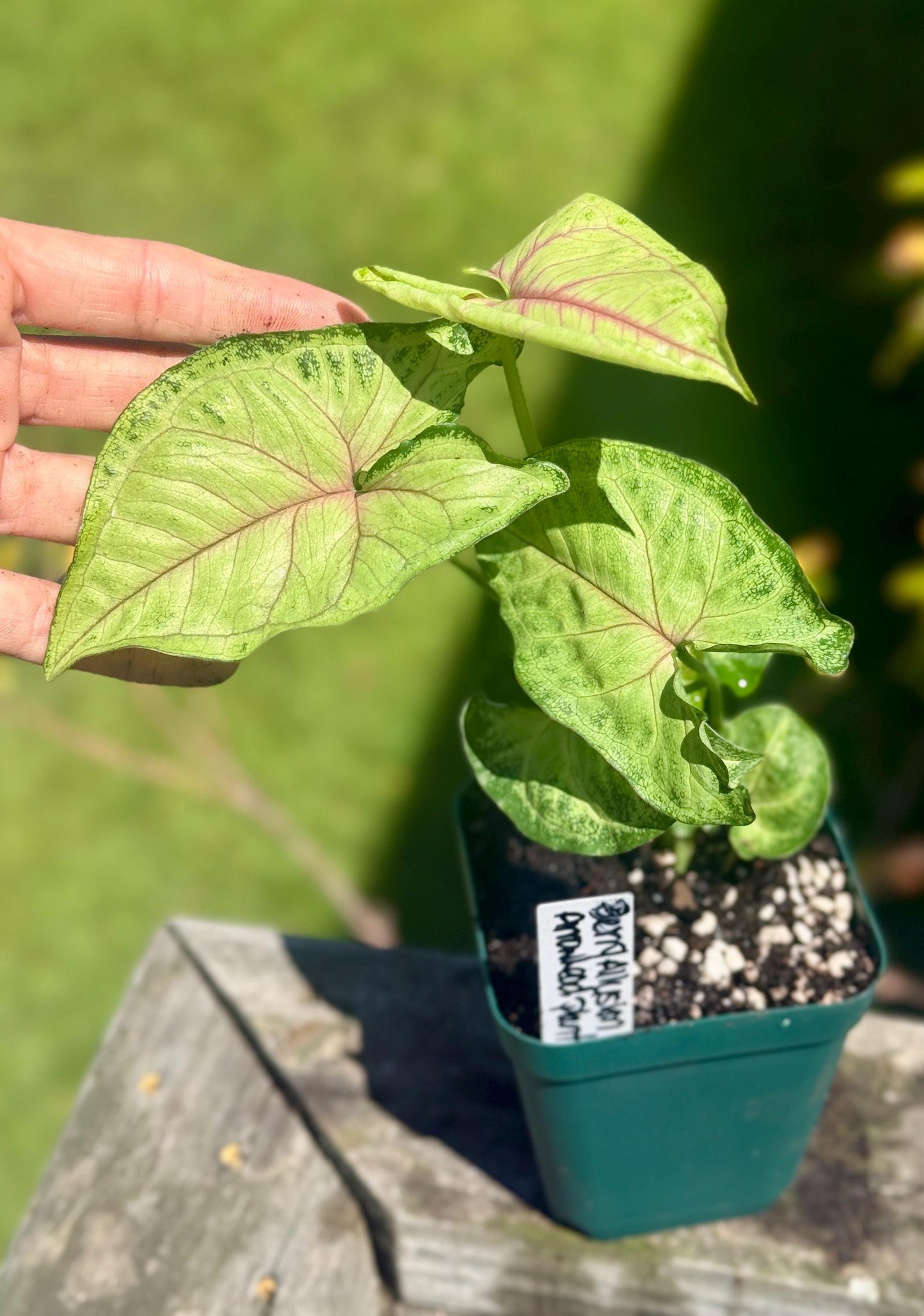Berry Allusion Arrowhead Plant – Small Live Plant (5–9”) | Syngonium podophyllum