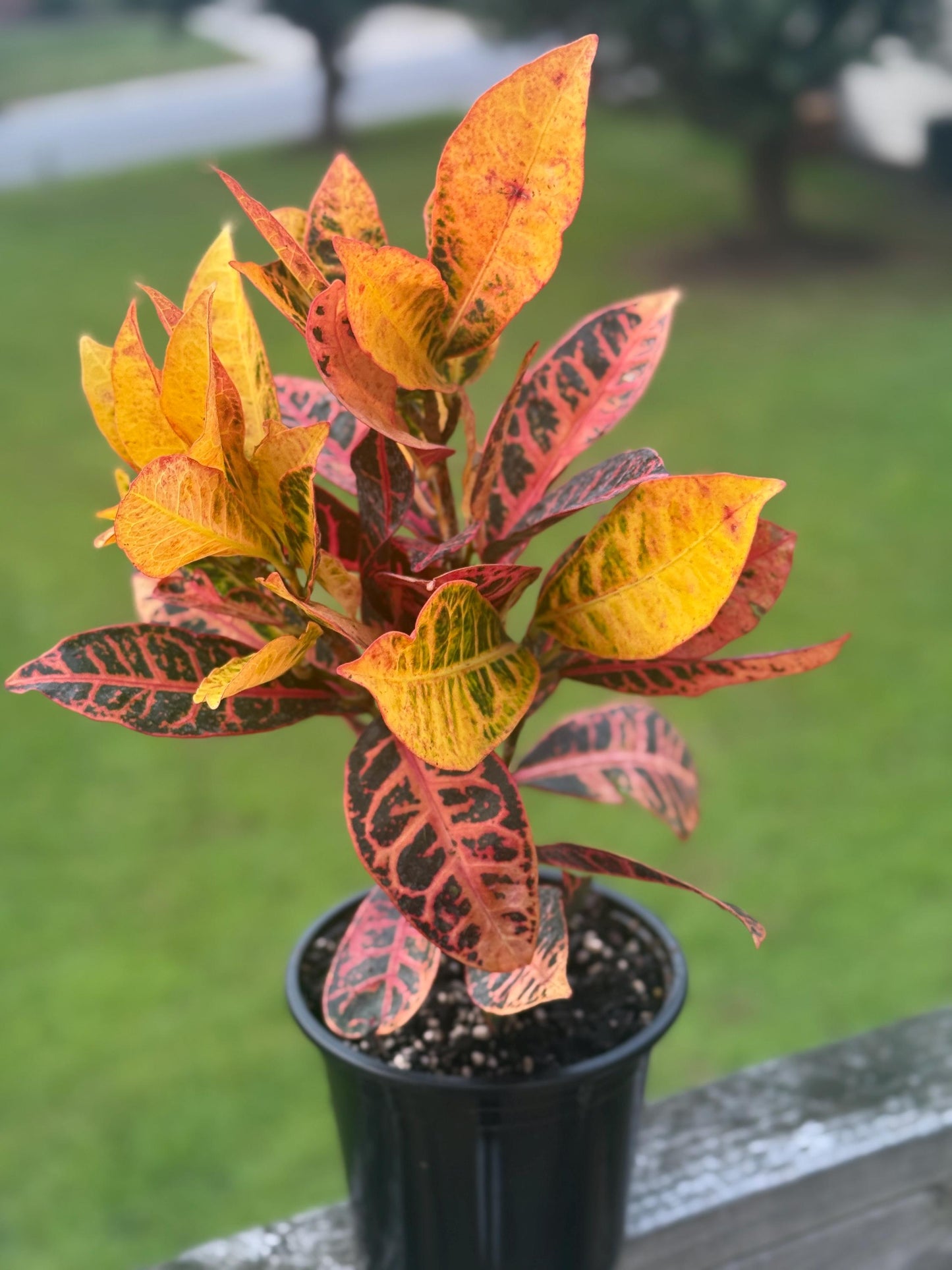 Croton Petra (Codiaeum variegatum) – 10–14” Tall – Vibrant Tropical Houseplant *please read description*