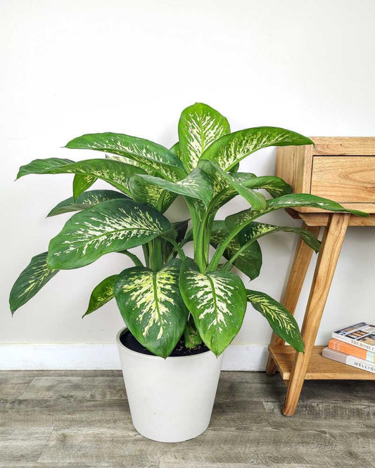 Live Dieffenbachia Plant (10–14”) – Easy Care Starter Houseplant *please read description*