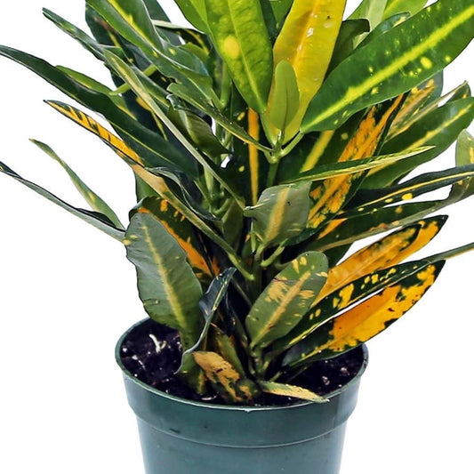 Sunny Star Croton Starter Plant | 4–9” Live Houseplant | Bright Tropical Foliage *please read description*