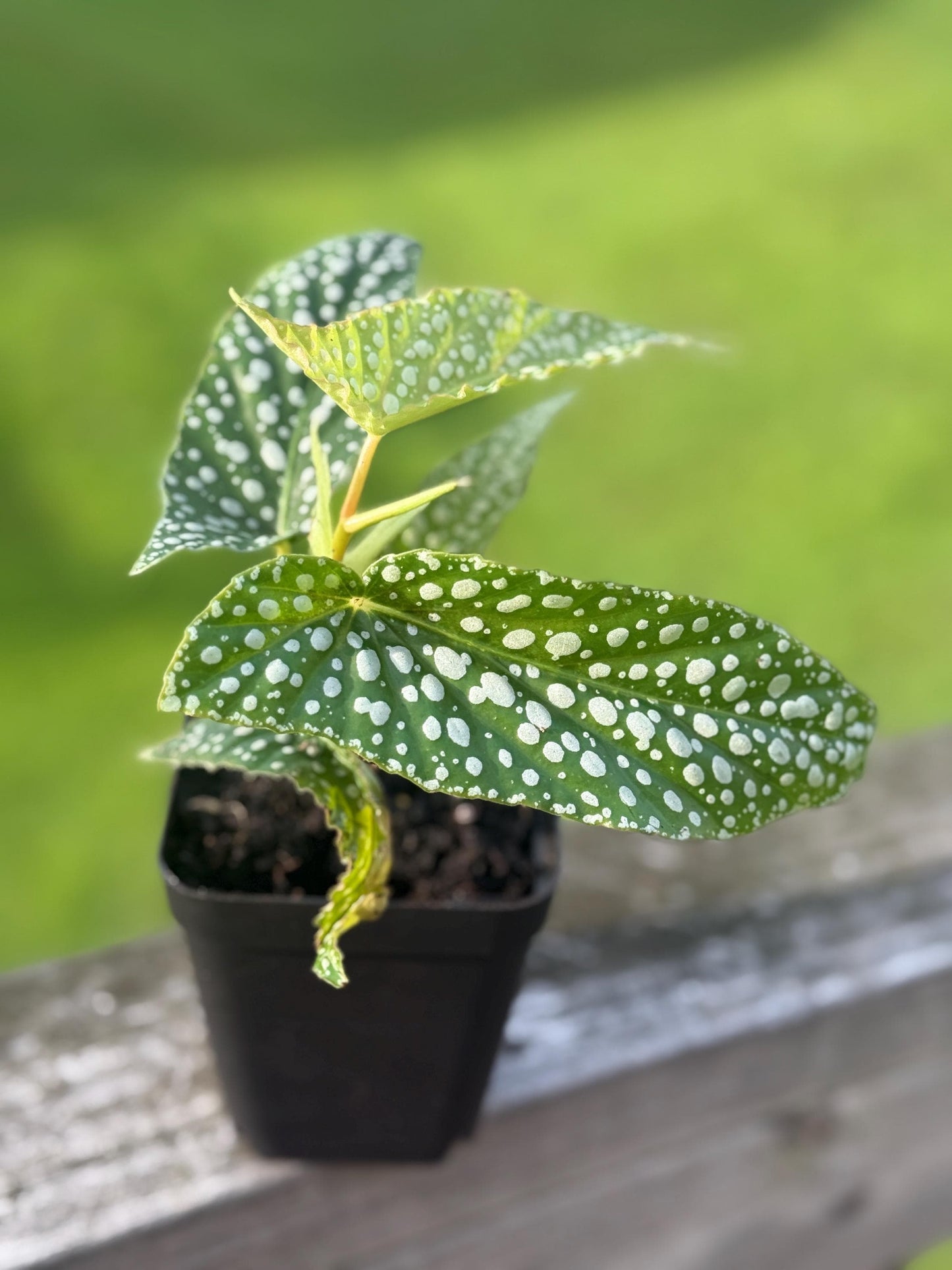Dappled Morning Begonia Starter Plant