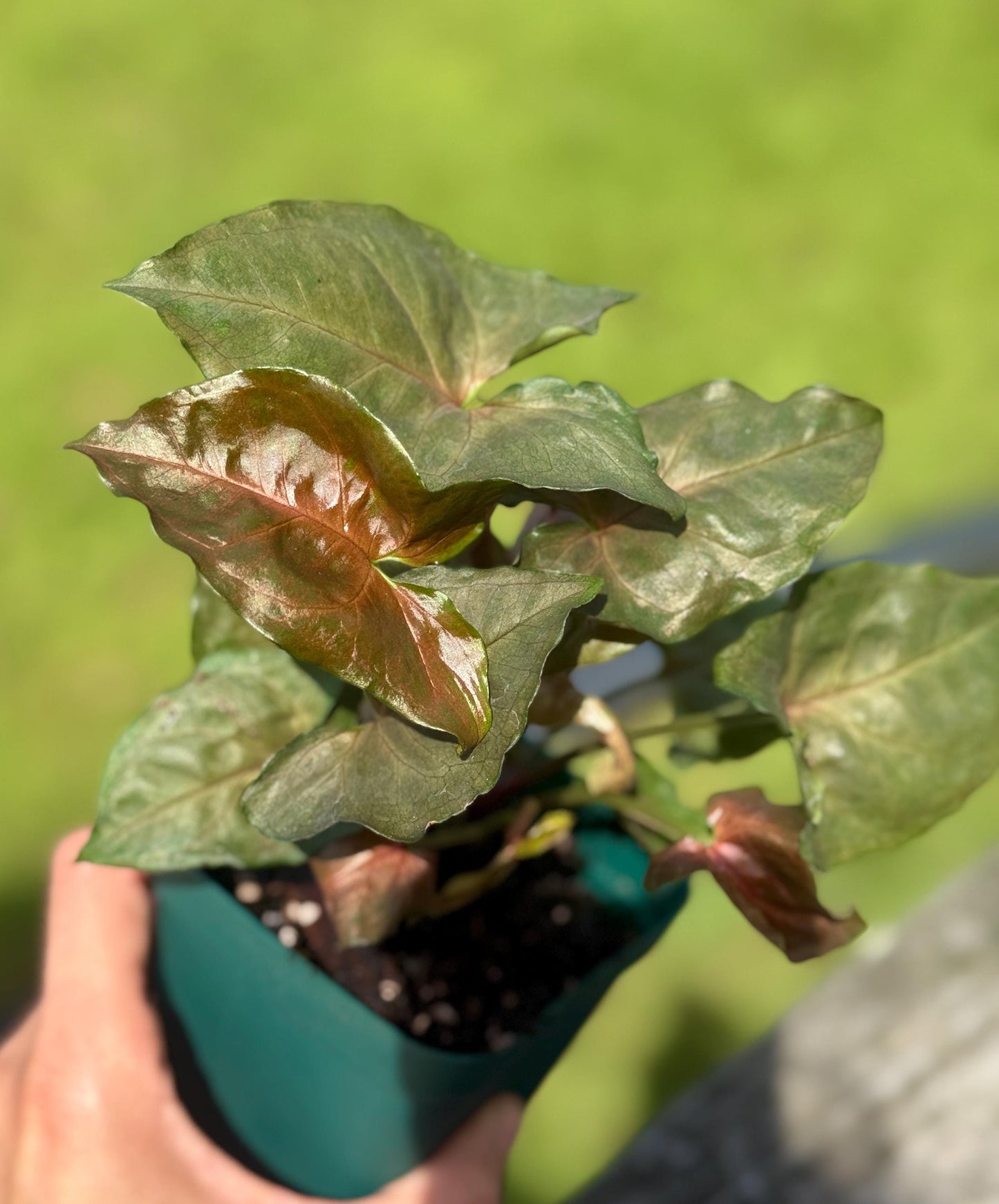 Maria Allusion Arrowhead Plant: Pink Syngonium, Small 4-7”