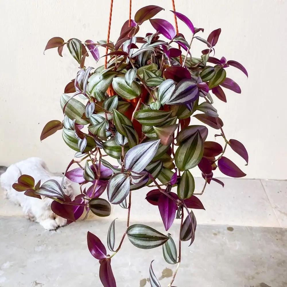 Inchplant Starter Plant (Tradescantia zebrina) *please read description*