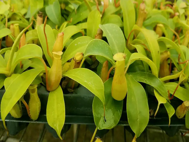 Nepenthes Alata (pitcher plant). 2-3 inch starter plant.