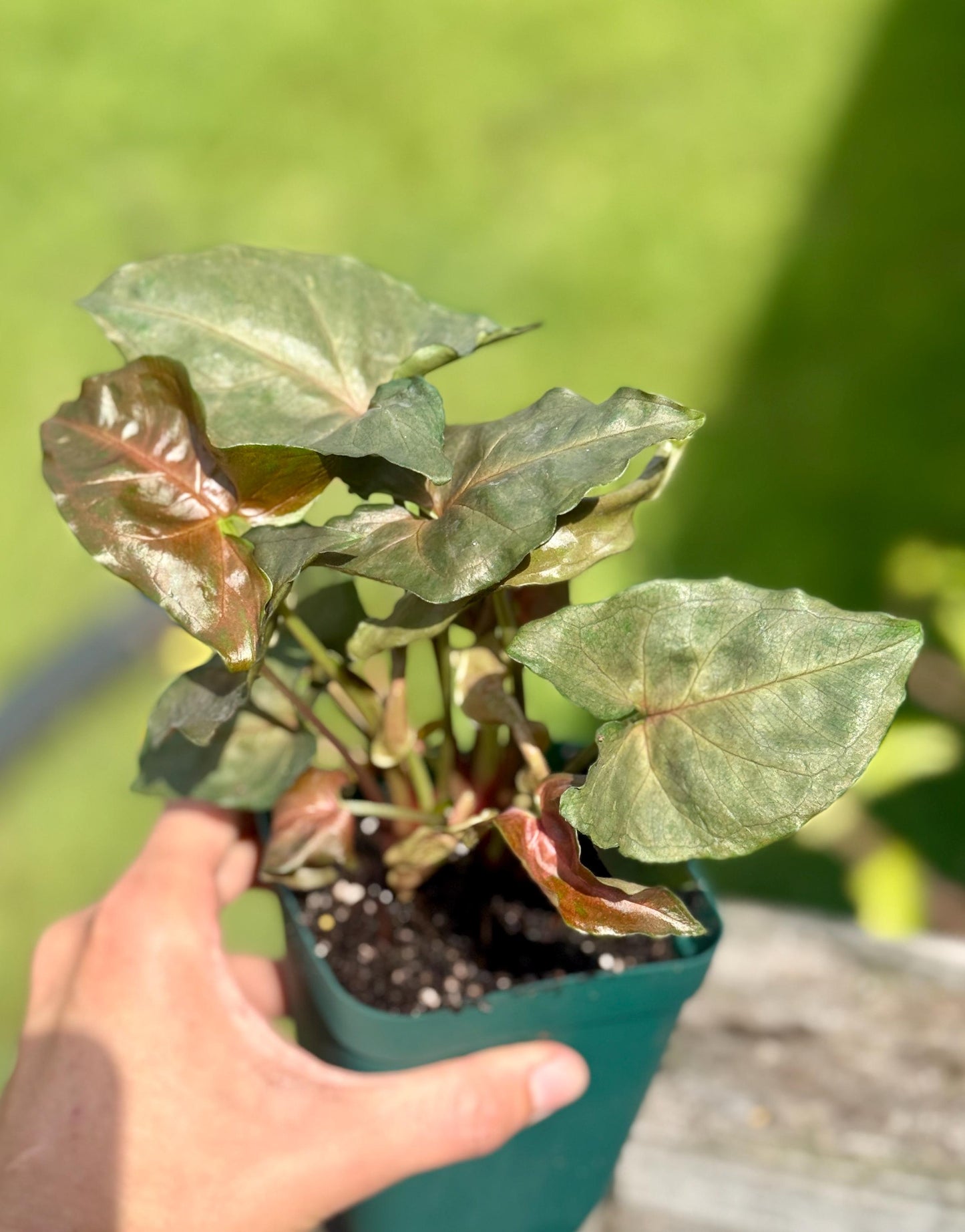 Maria Allusion Arrowhead Plant: Pink Syngonium, Small 4-7”
