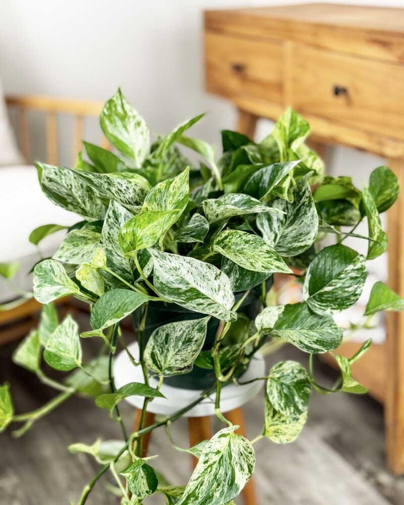 6”-12” Marble Lady Pothos Starter Plant – Variegated Houseplant *please read description*