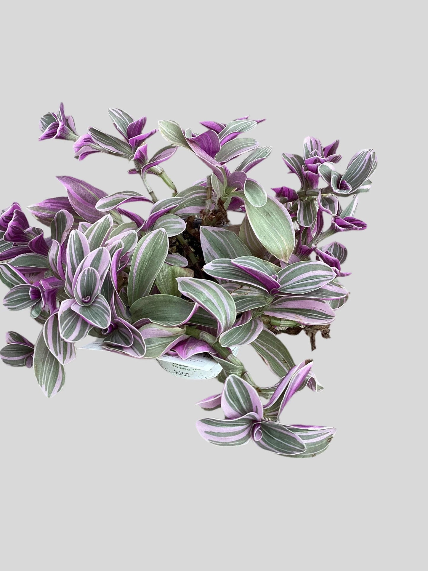 Tradescantia ‘Feeling Sweet’ Starter Plant (3–4”) | Variegated Pink and Green Houseplant *please read description*