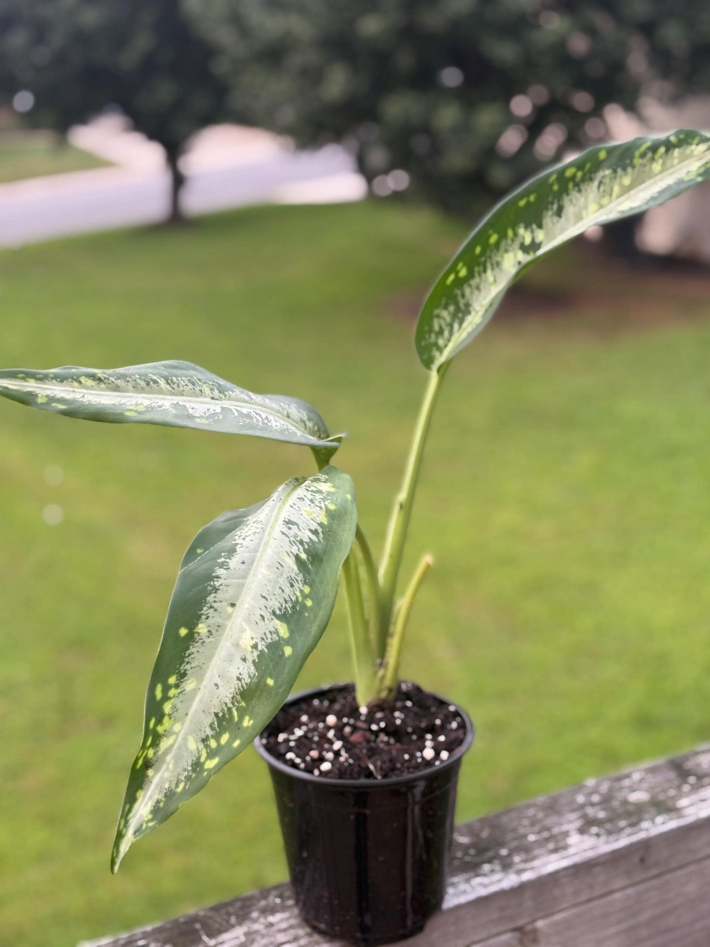 Live Dieffenbachia Plant (10β14β) β Easy Care Starter Houseplant *please read description*