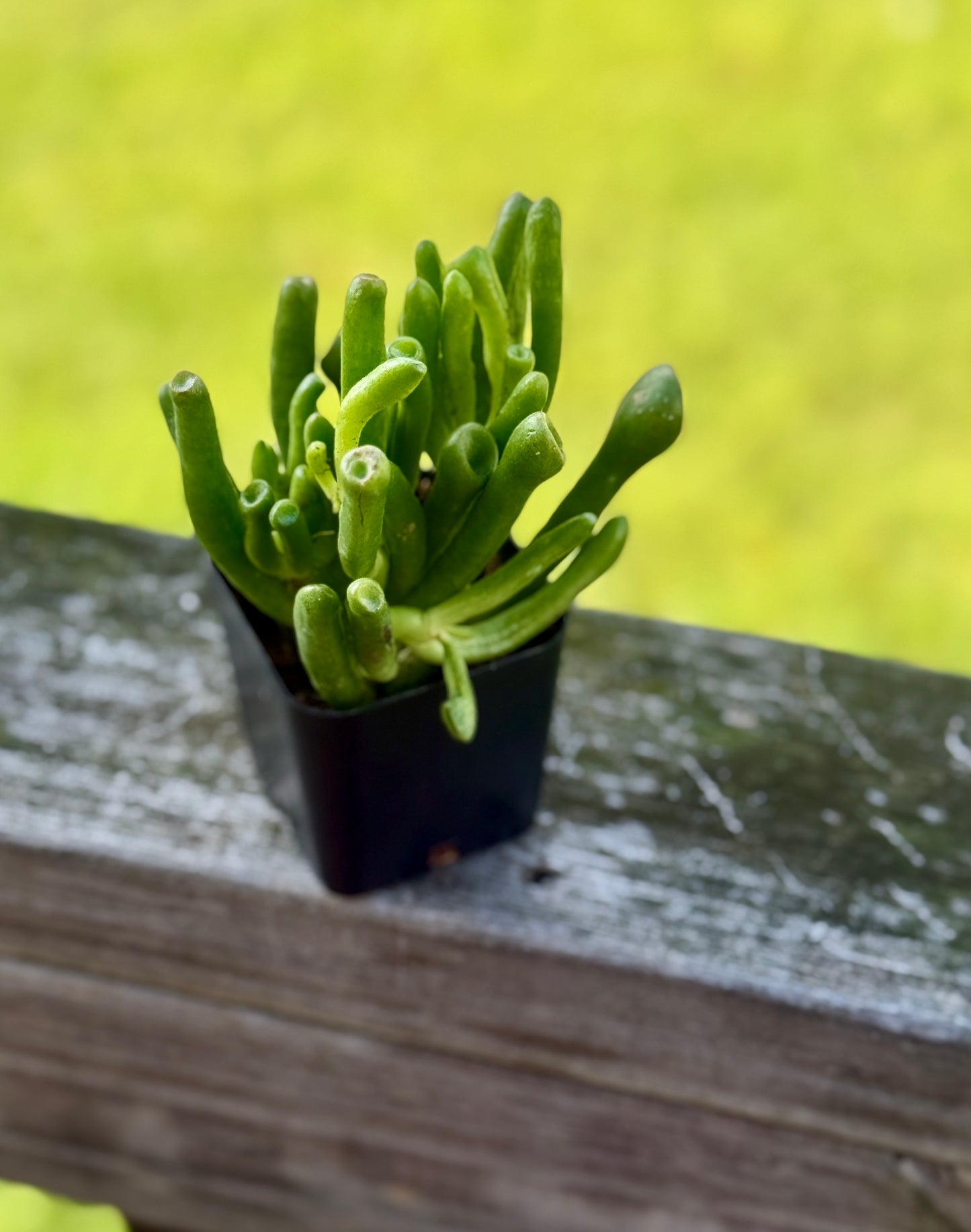Gollum Jade Succulent – 2” Starter Plant – Crassula ovata ‘Gollum’