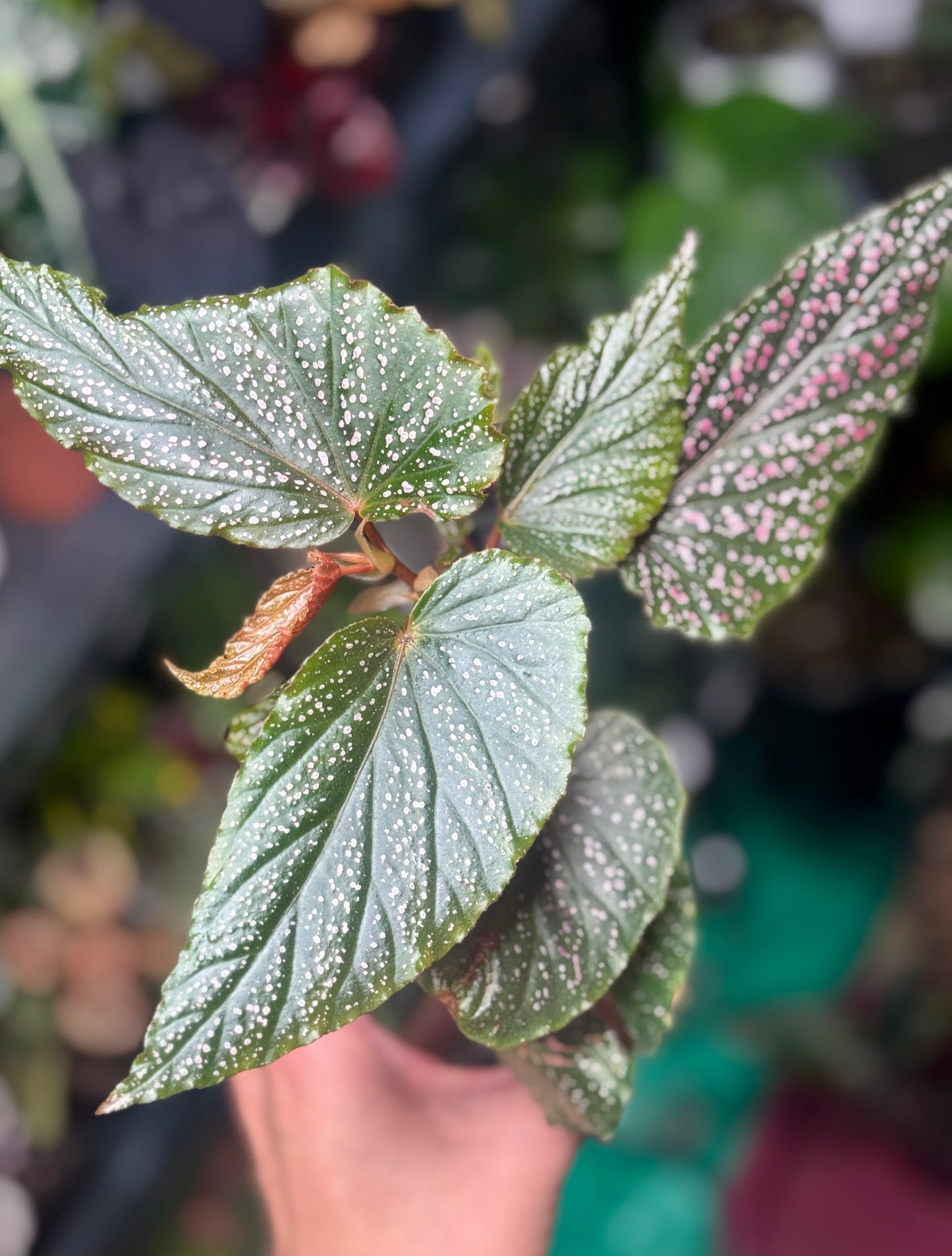 Angel Wing Begonia Maculata ‘Pink Spot’ – Starter Plant (3–4”)