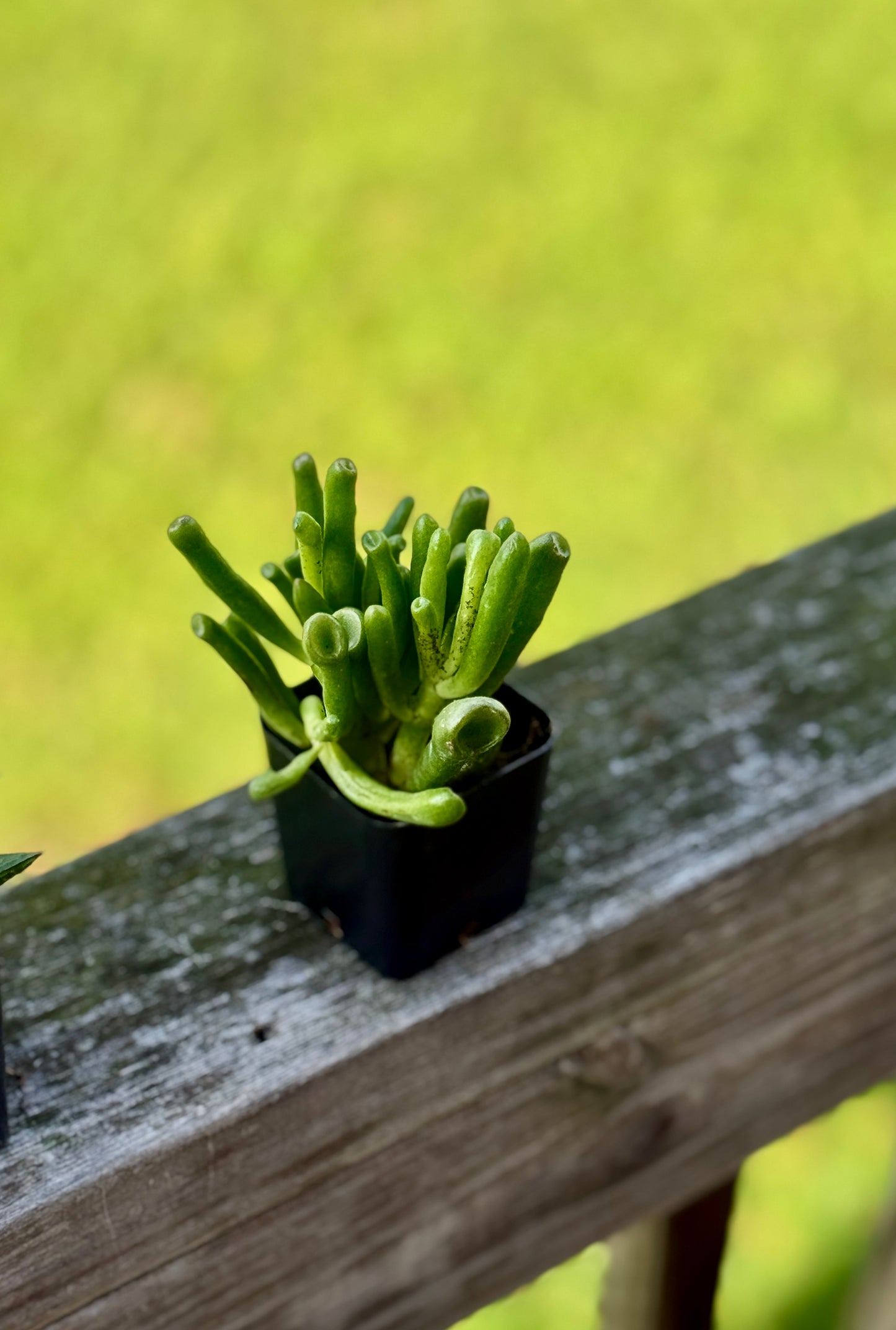 Gollum Jade Succulent – 2” Starter Plant – Crassula ovata ‘Gollum’