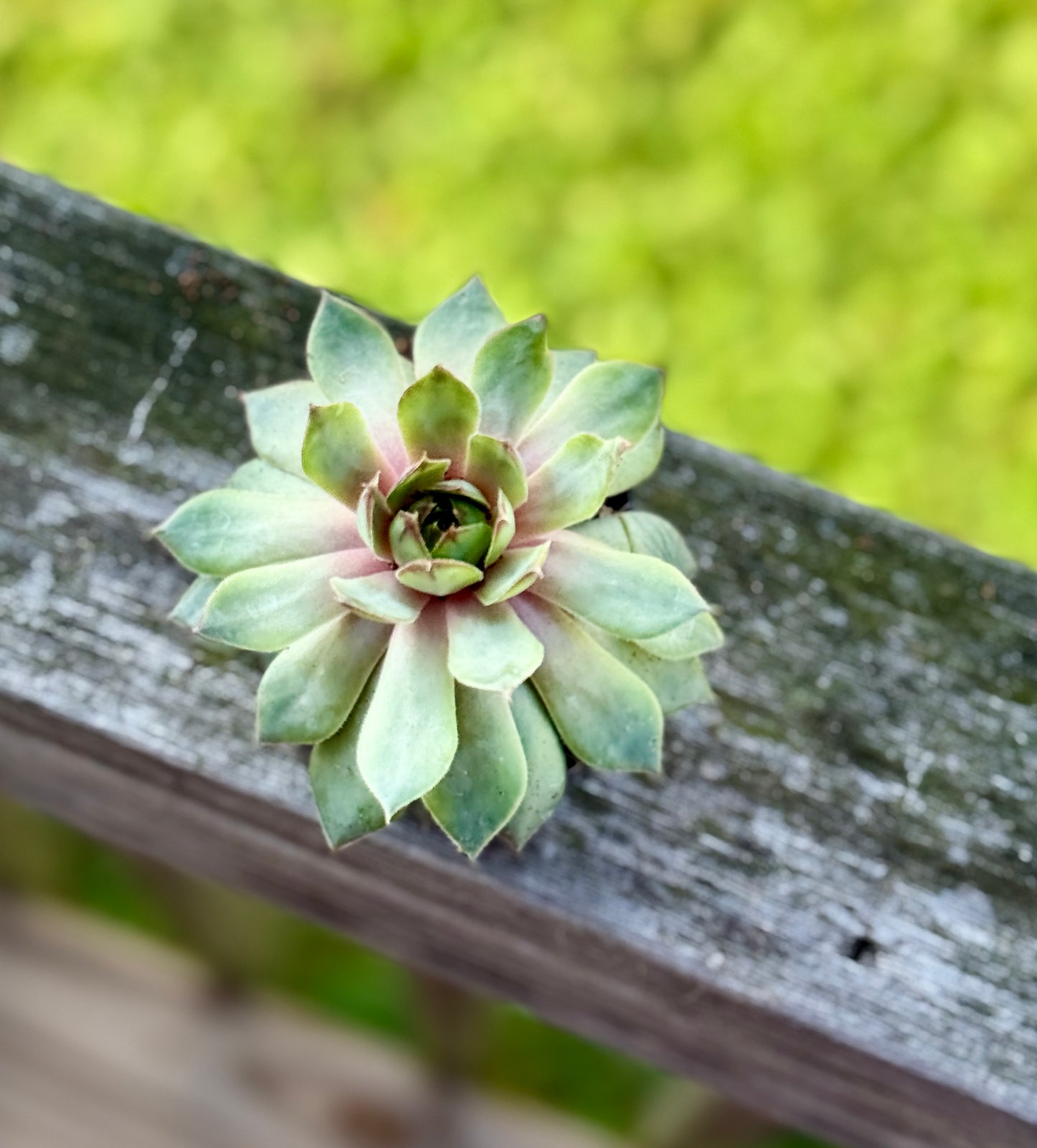 Hens & Chicks Succulent – Starter Plant in 2” Pot – Hardy Sempervivum