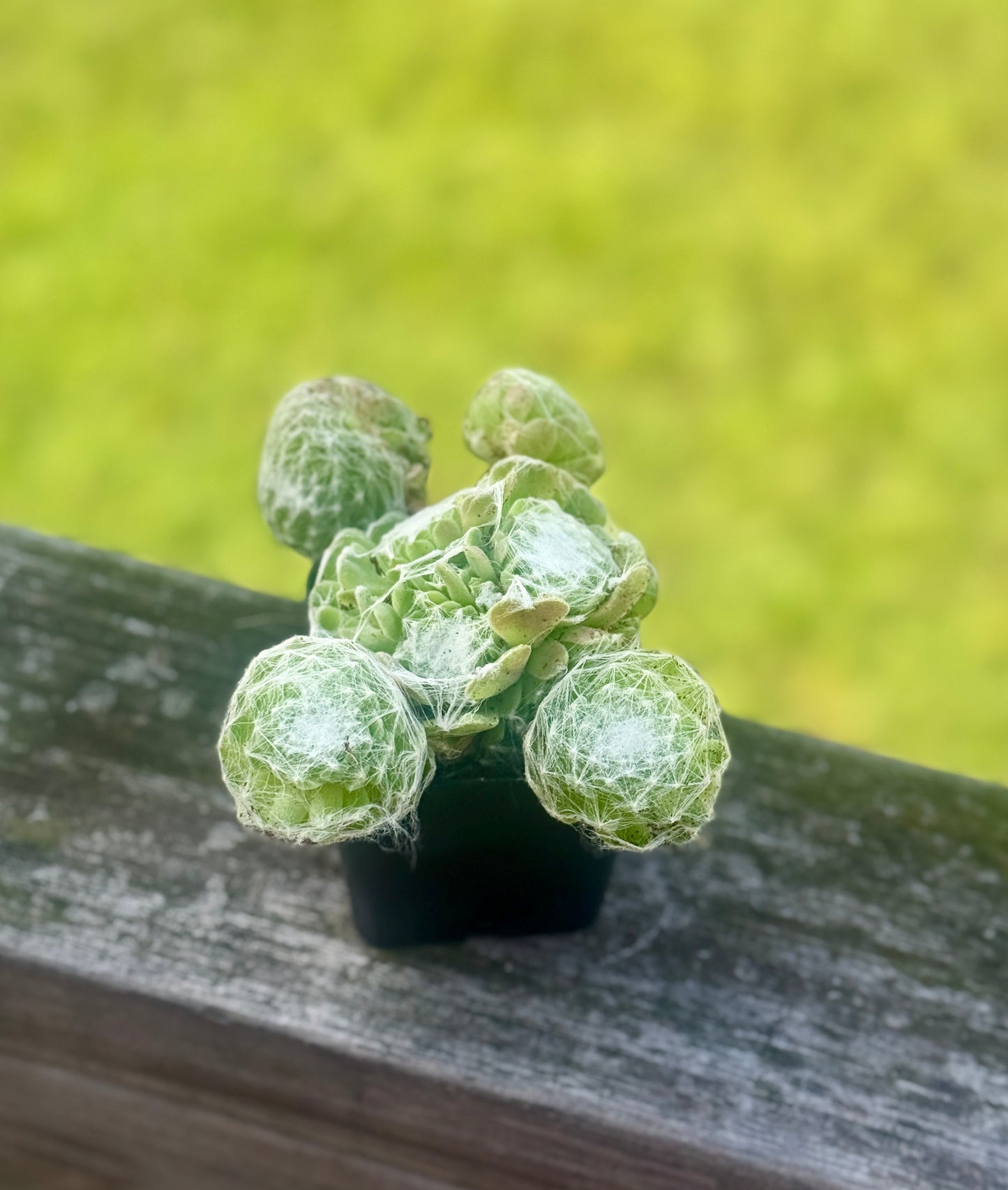 Cobweb Houseleek Succulent – 2” Pot – Sempervivum arachnoideum