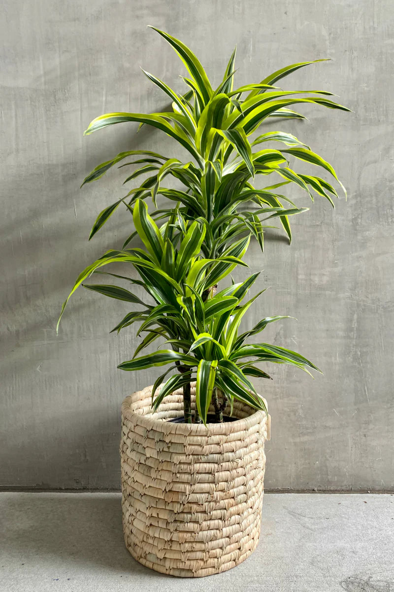Dracaena ‘Lemon Surprise’ | Bright Lime Variegated Houseplant | 3” Fabric Nursery Pot
