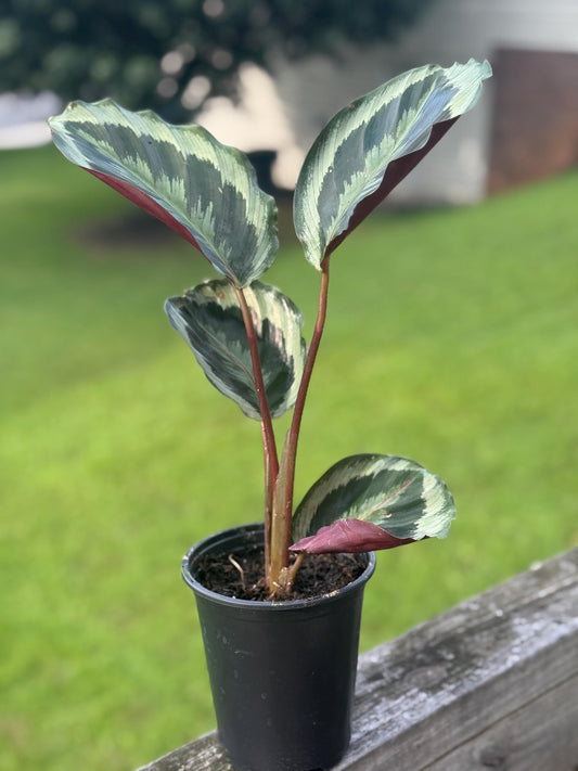 Calathea 'Like a Prayer' Starter Plant: Burgundy Underside, Moving Leaves (8-14")