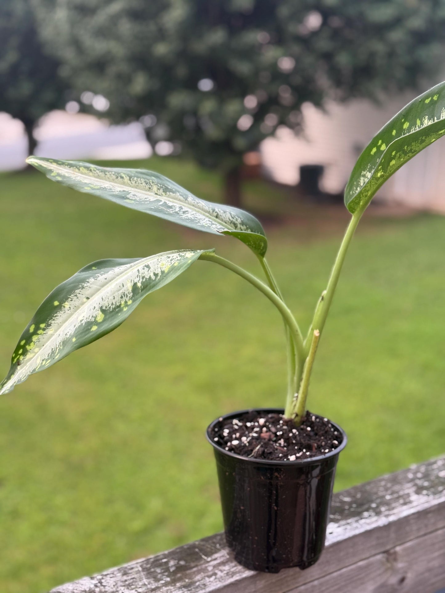 Live Dieffenbachia Plant (10β14β) β Easy Care Starter Houseplant *please read description*