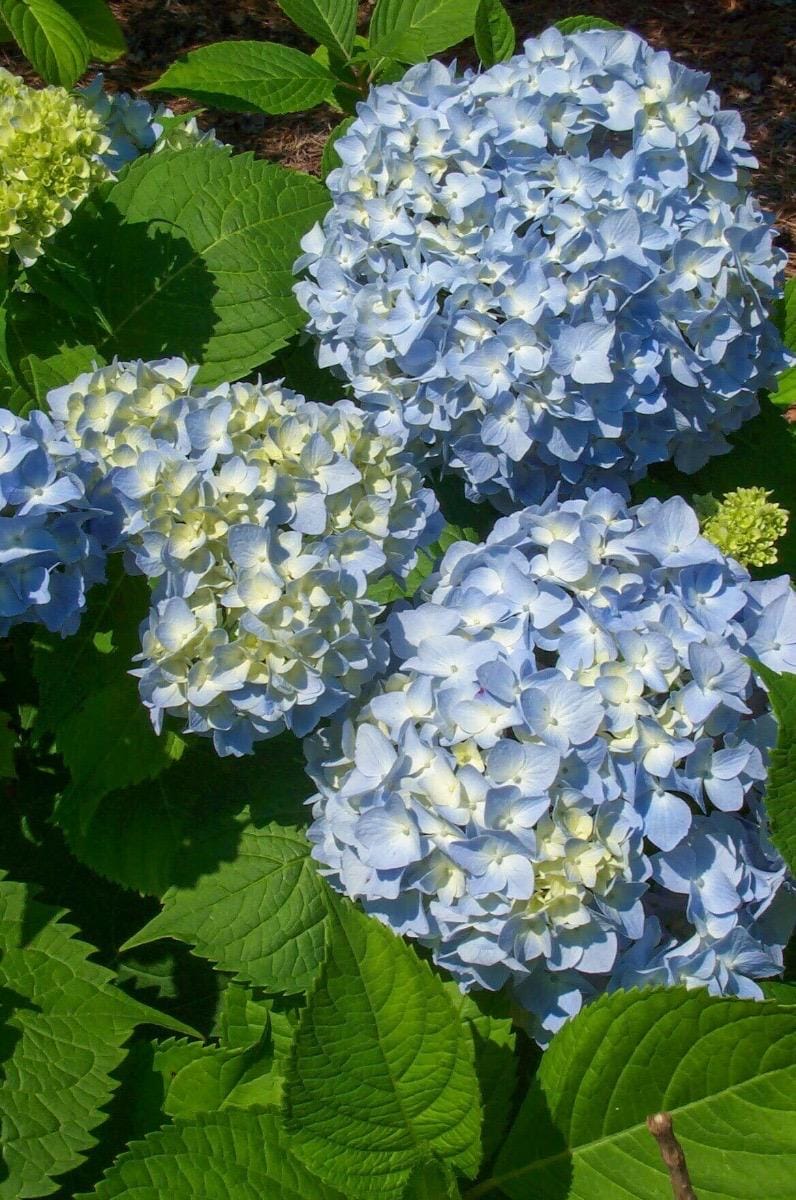 Nikko Blue Hydrangea Starter Plant (4–7”) – Live Rooted Cutting *please read description*