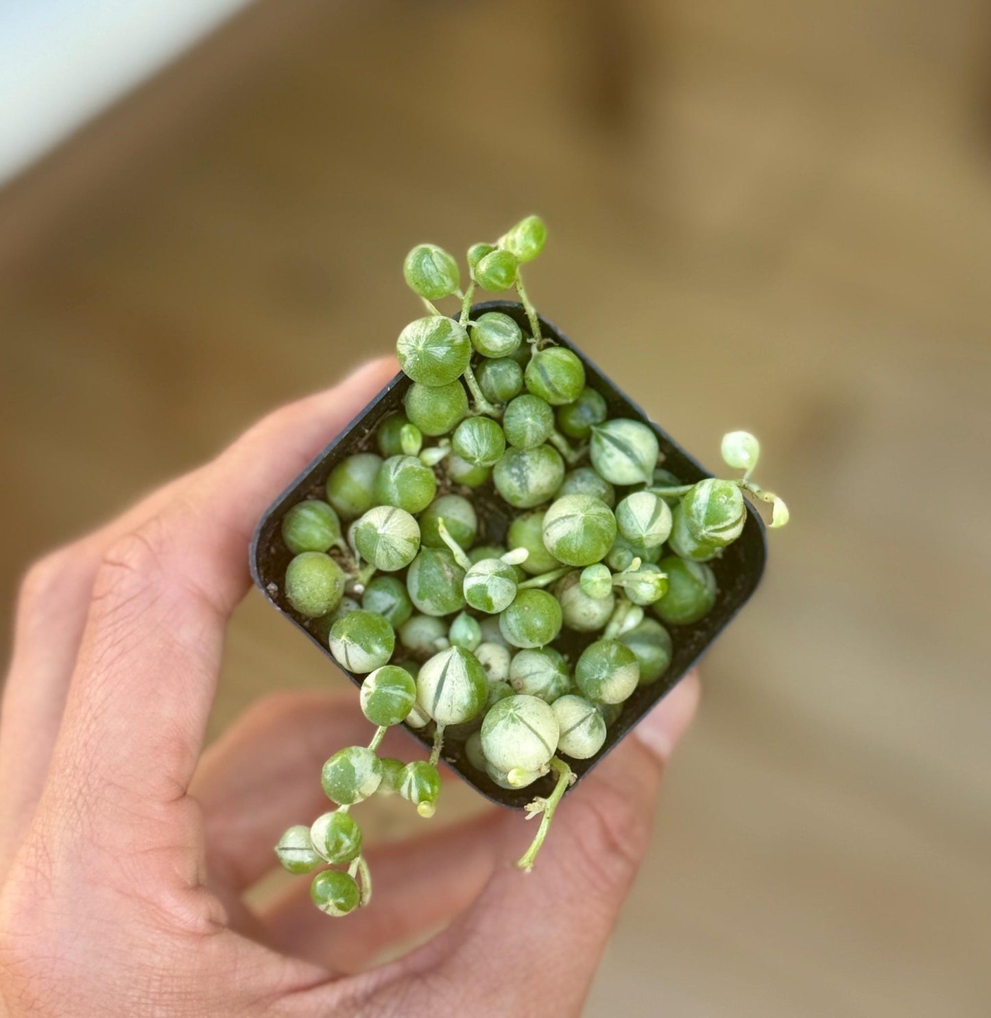 2” Variegated String of Pearls Plant – Senecio rowleyanus variegata *please read description*