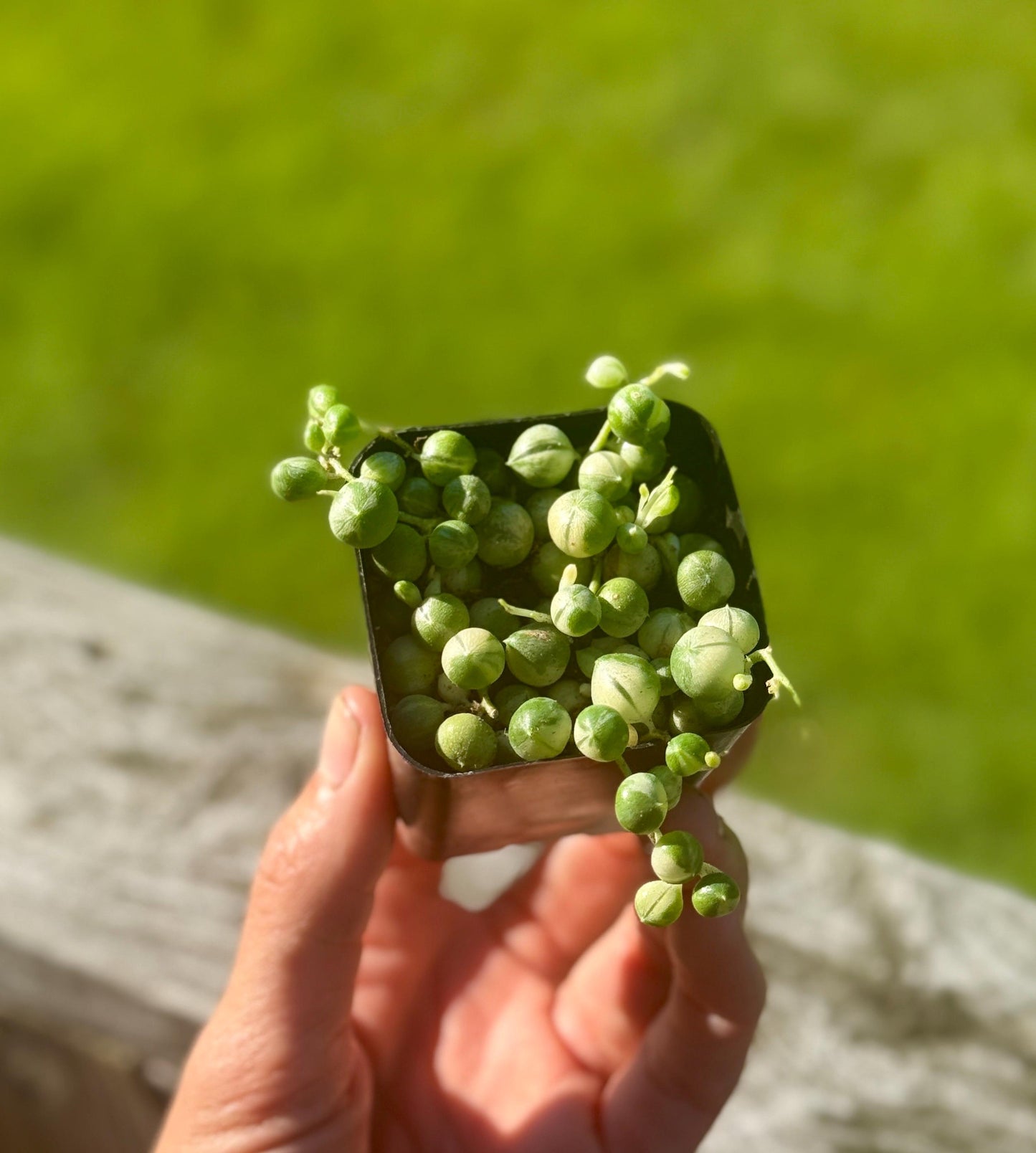 2” Variegated String of Pearls Plant – Senecio rowleyanus variegata *please read description*