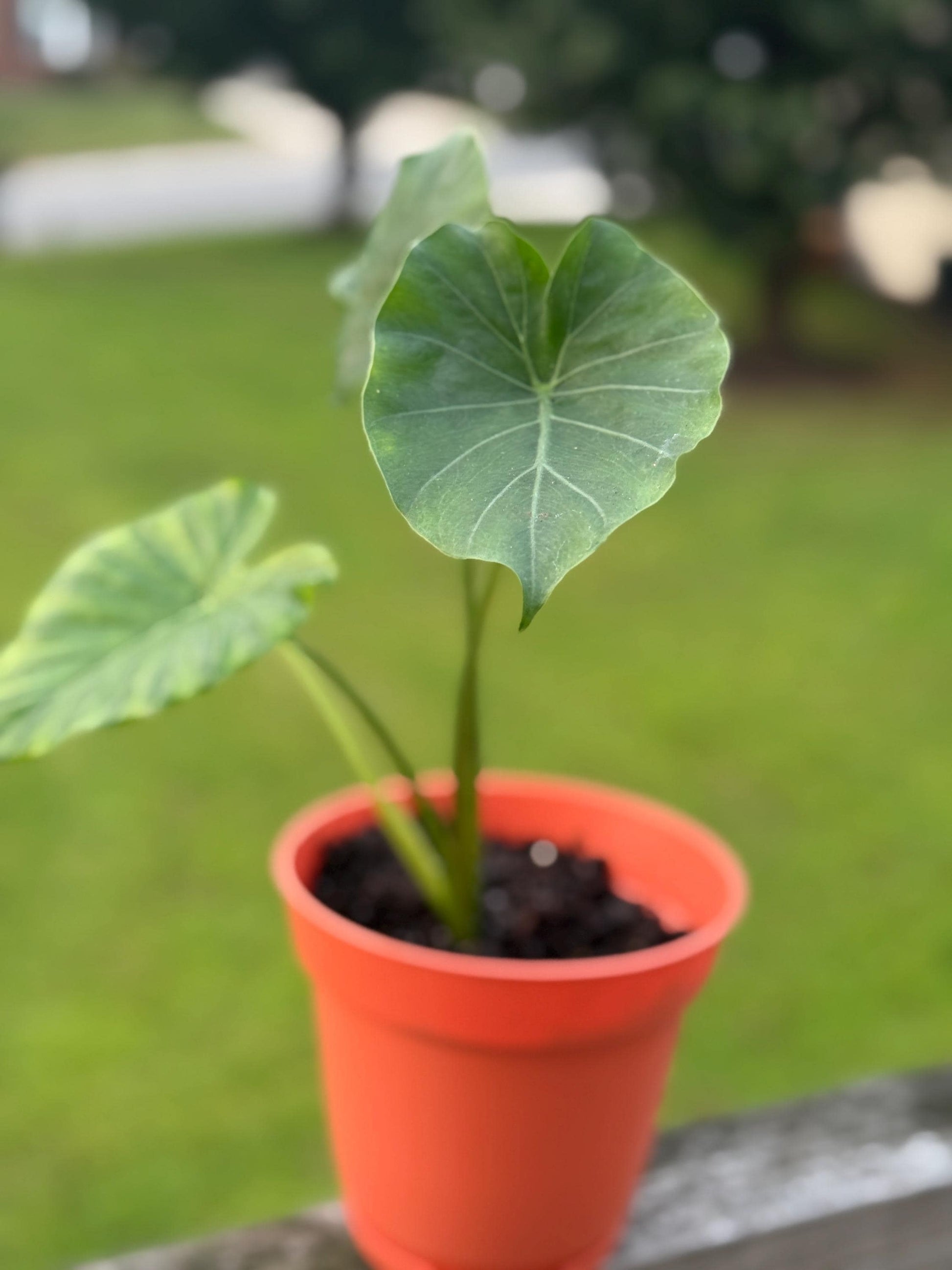 Alocasia Starter Plant – 10–14” Tall (Elephant Ear Houseplant) *please read description*