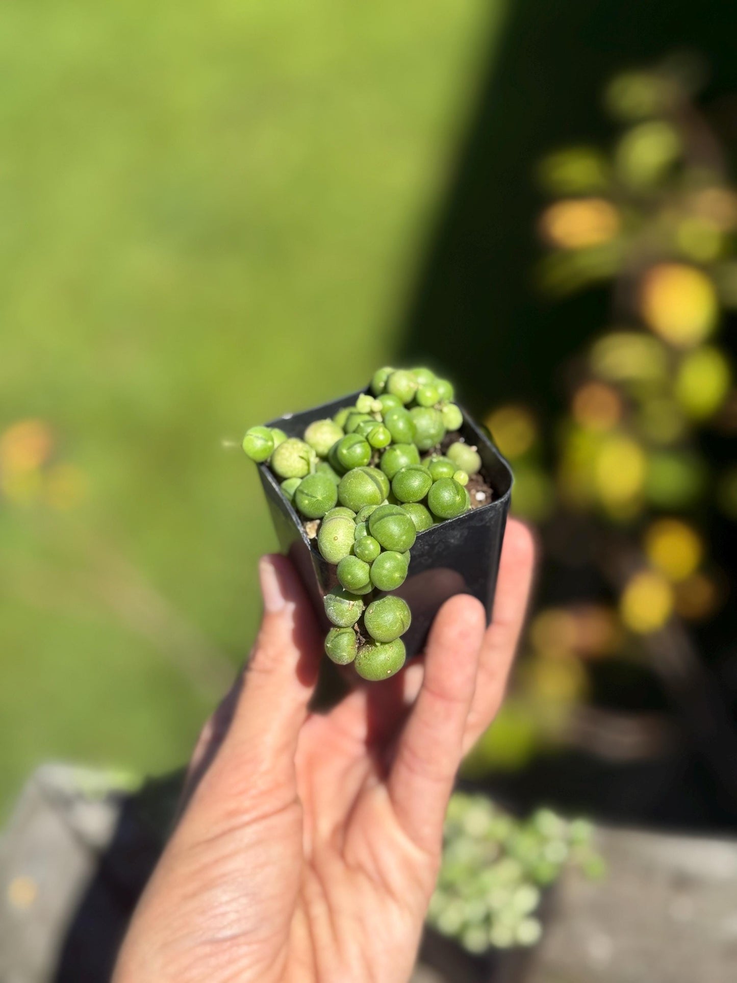 2β Starter String of Pearls Plant β Senecio rowleyanus *please read description*