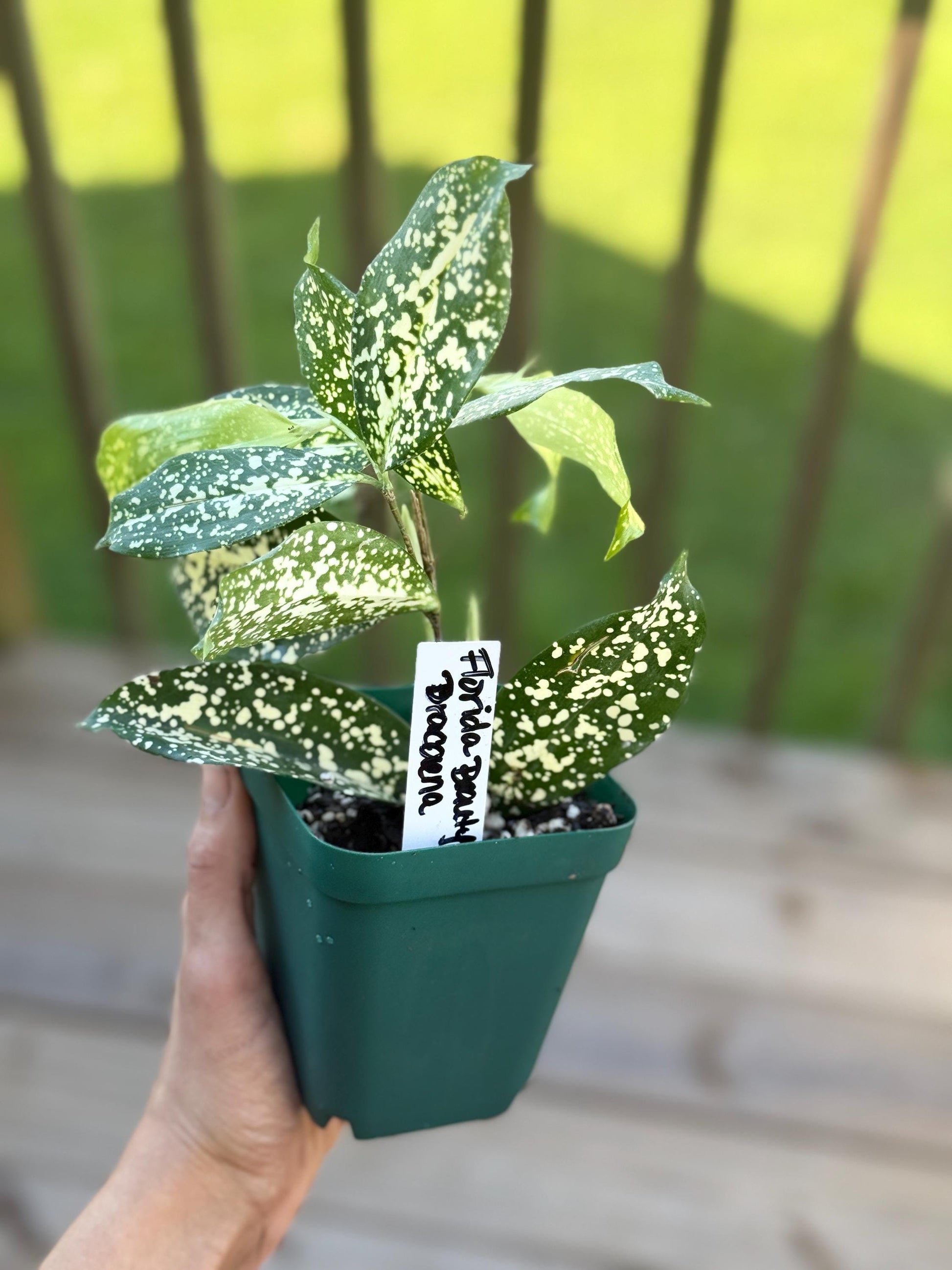 Starter Florida Beauty Dracaena – 6–10” Live Plant *please read description*