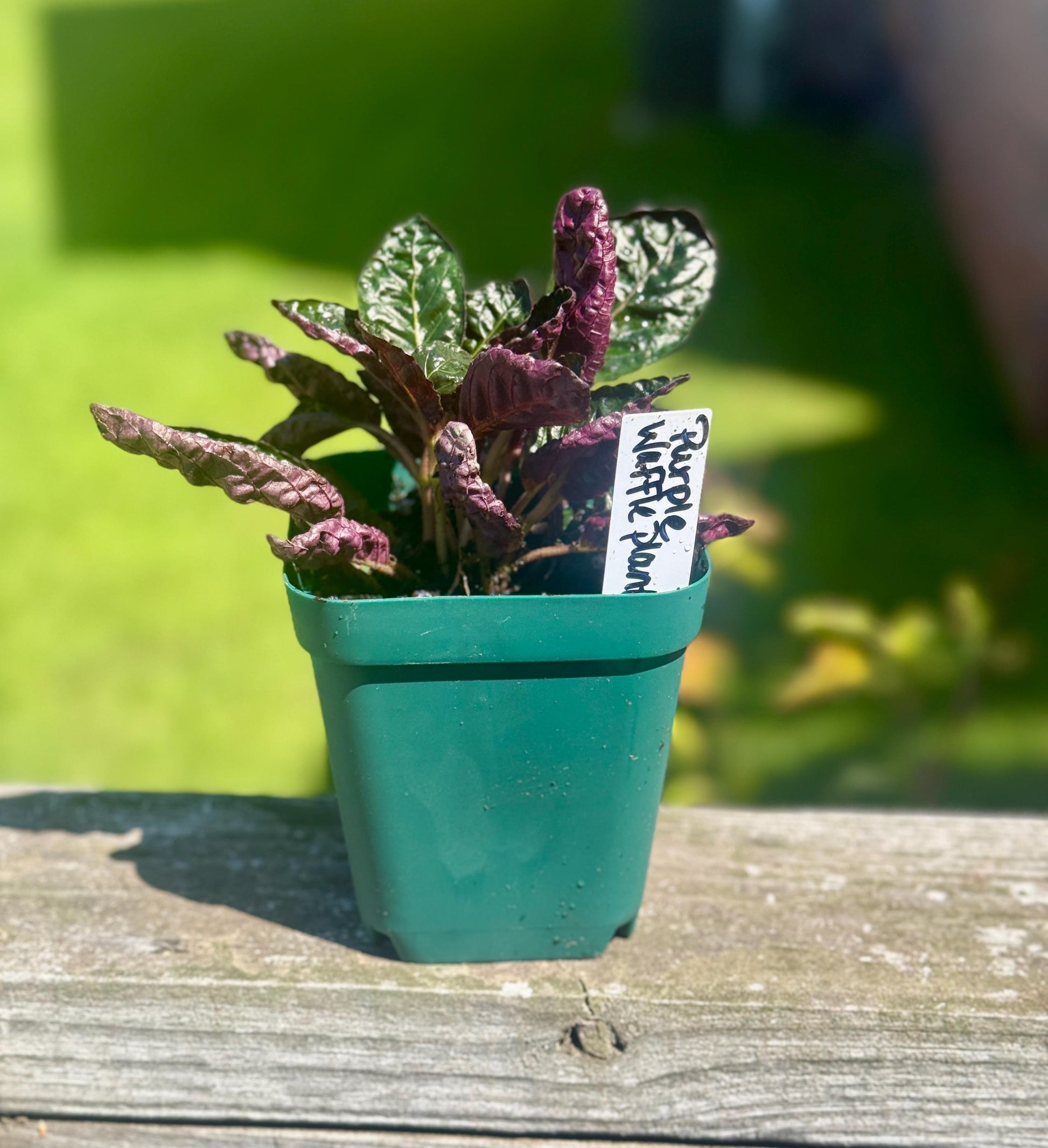 Purple Waffle Plant – Small Live Plant (4–8”) *please read description*
