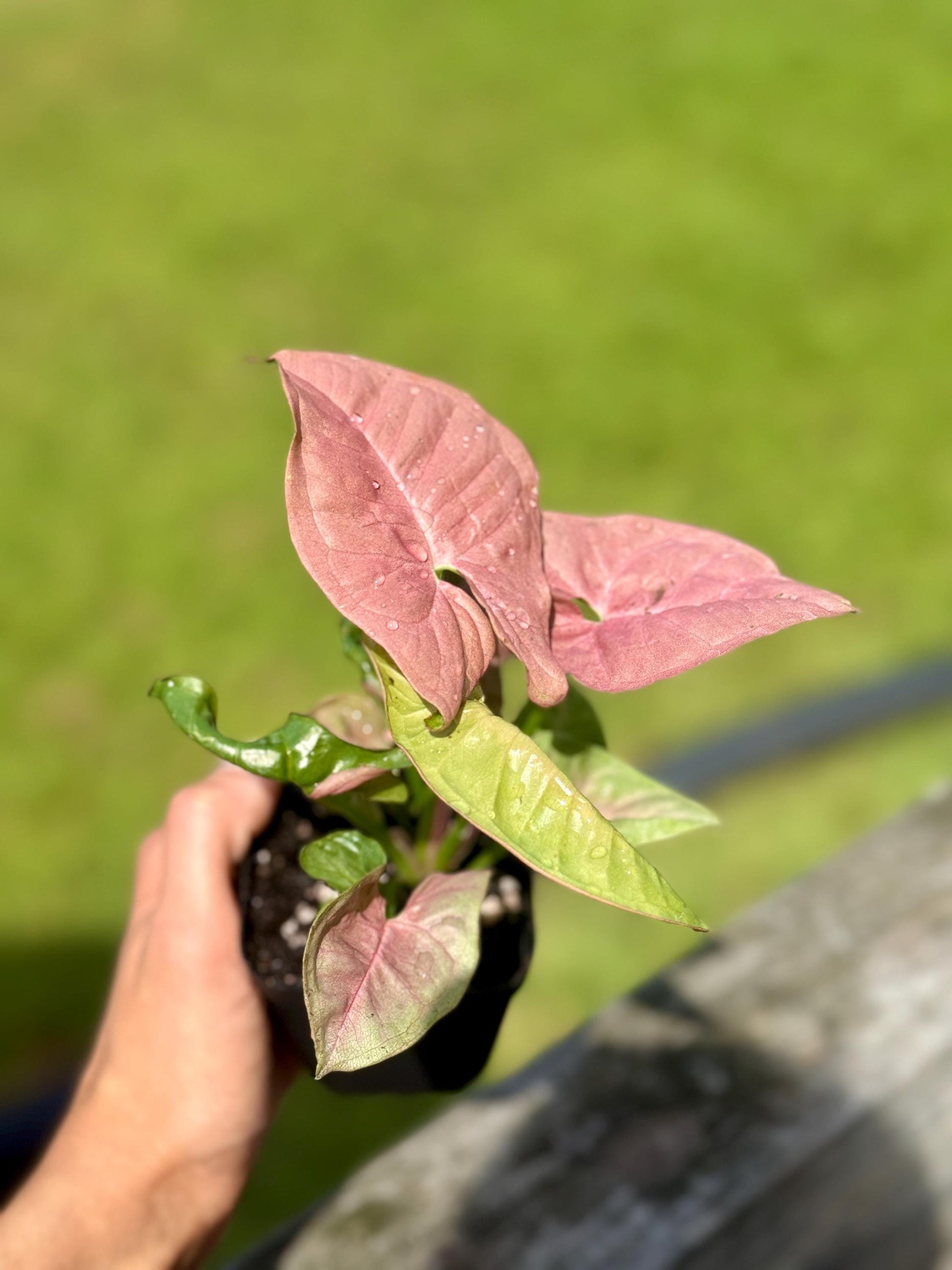 Small Cupid’s Quiver Arrowhead Plant (4-7”) - Syngonium podophyllym