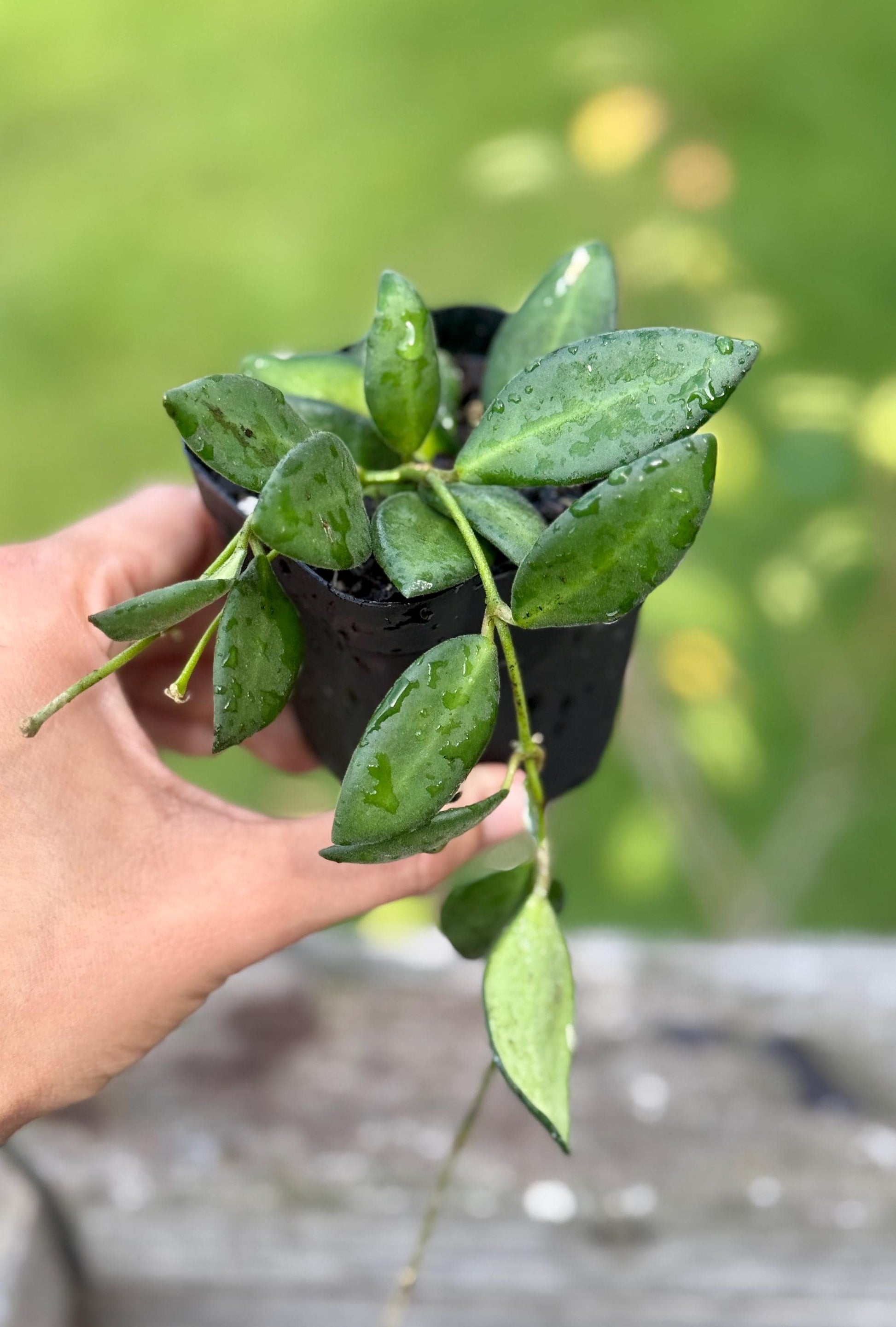 Small Sea Stone Hoya (3–6”) *please read description*
