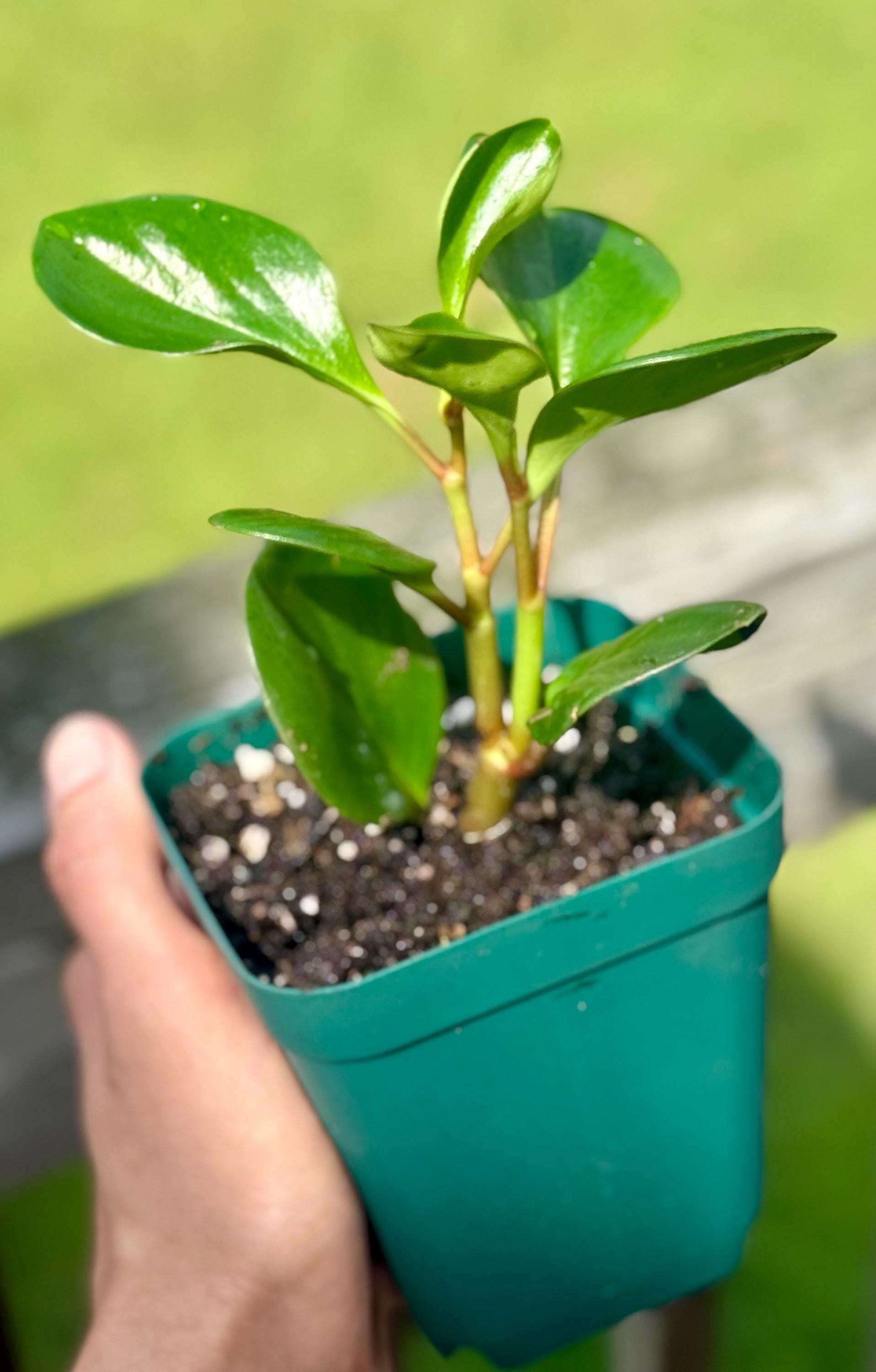 Spice Is Nice Peperomia Starter Plant: Easy-Care Houseplant (3-6")