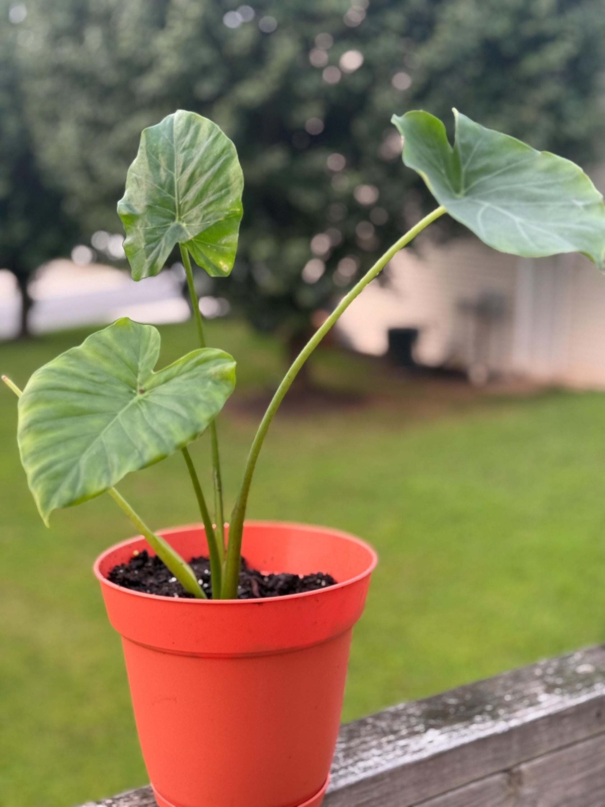Alocasia Starter Plant – 10–14” Tall (Elephant Ear Houseplant) *please read description*