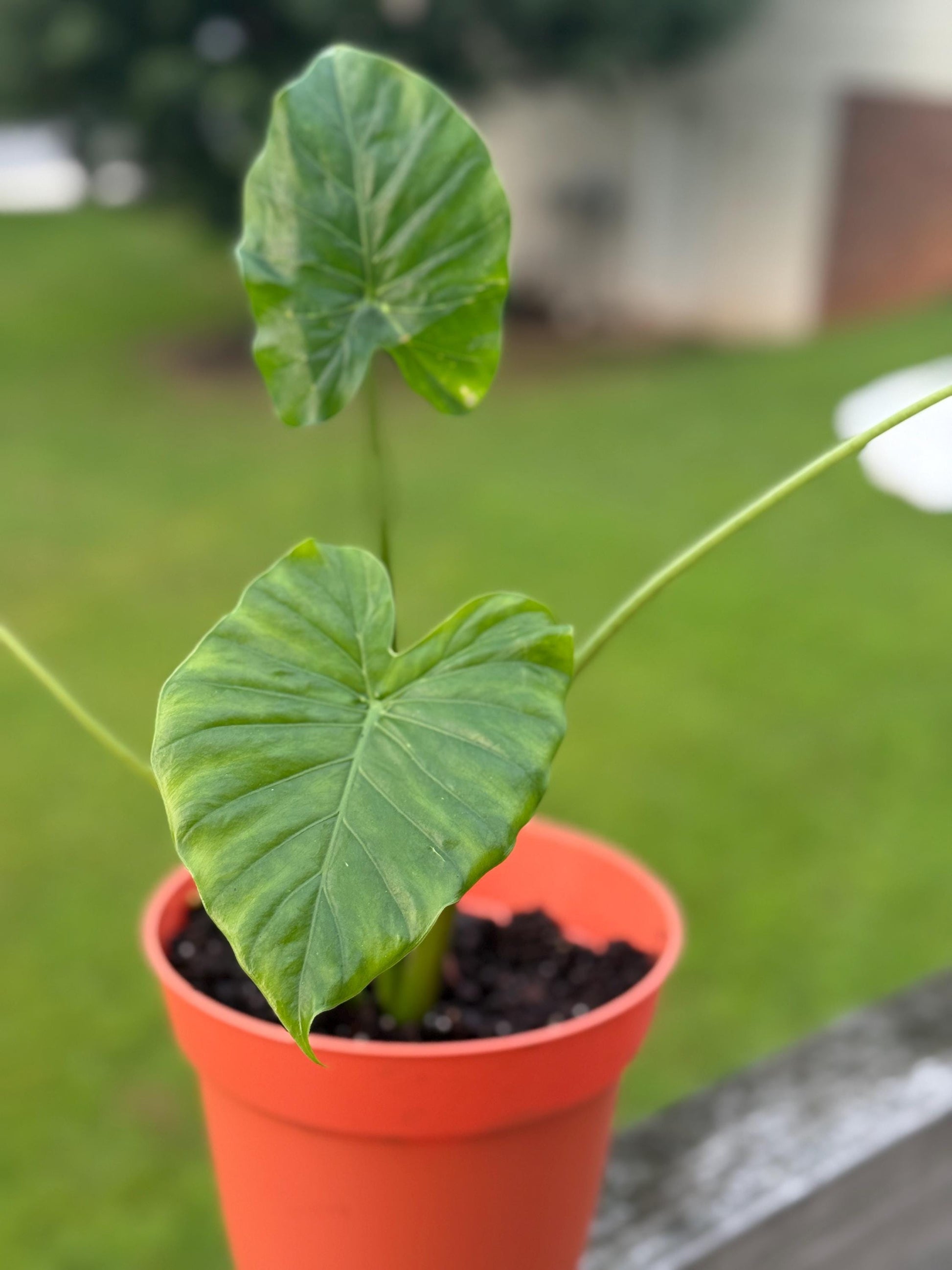 Alocasia Starter Plant – 10–14” Tall (Elephant Ear Houseplant) *please read description*