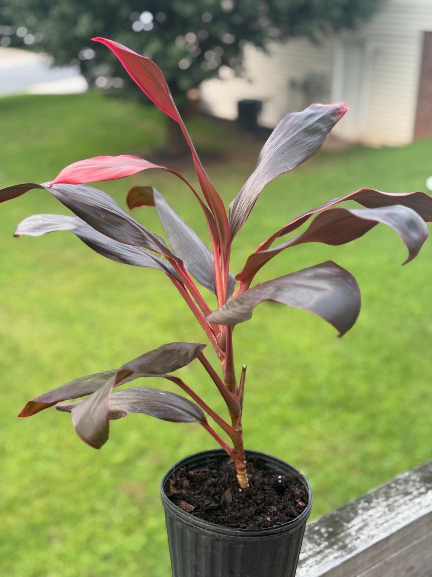 Live Cordyline Plant (14β18β) β Vibrant Red Ti Plant Starter *please read description*