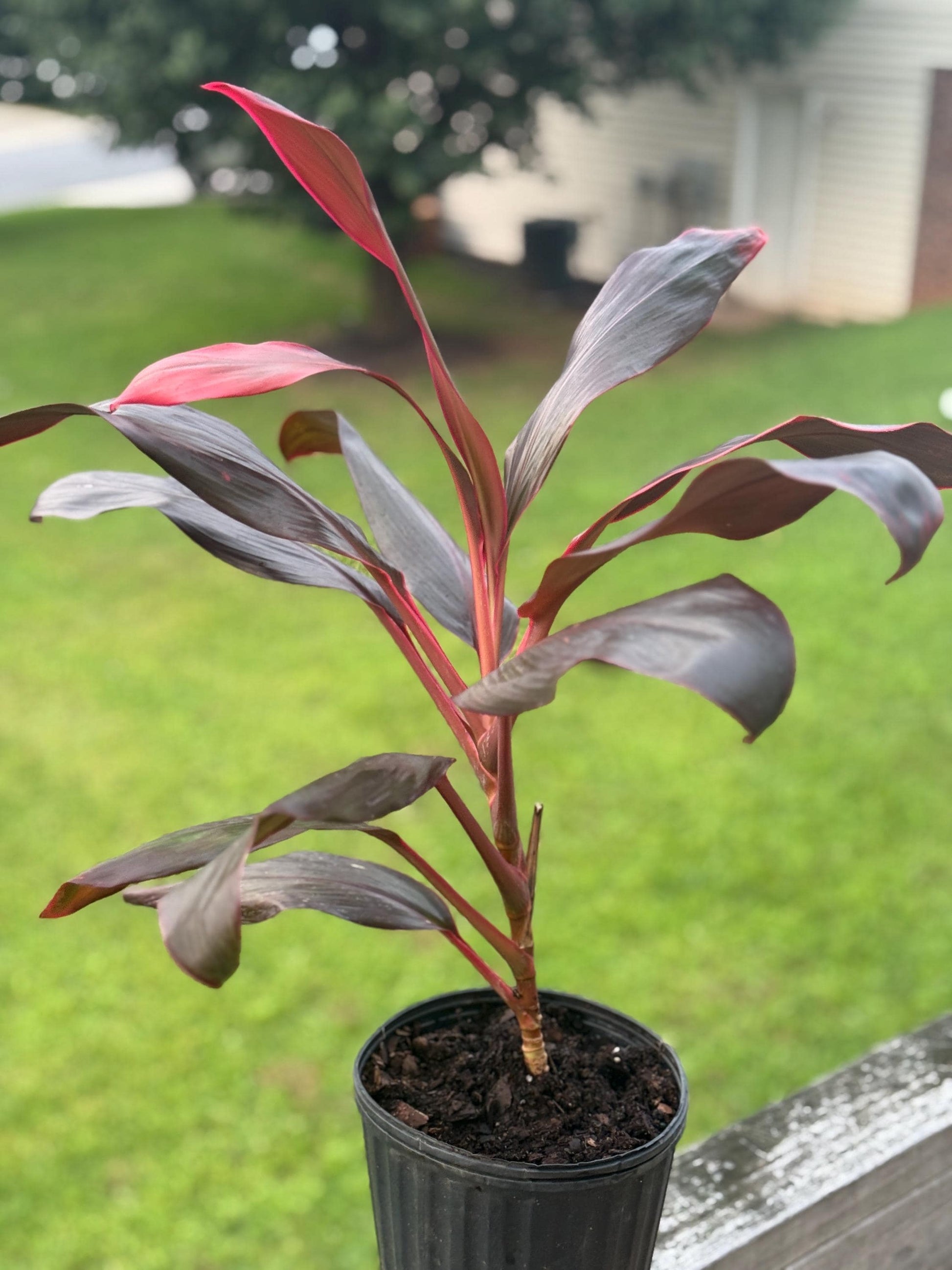 Live Cordyline Plant (14β18β) β Vibrant Red Ti Plant Starter *please read description*