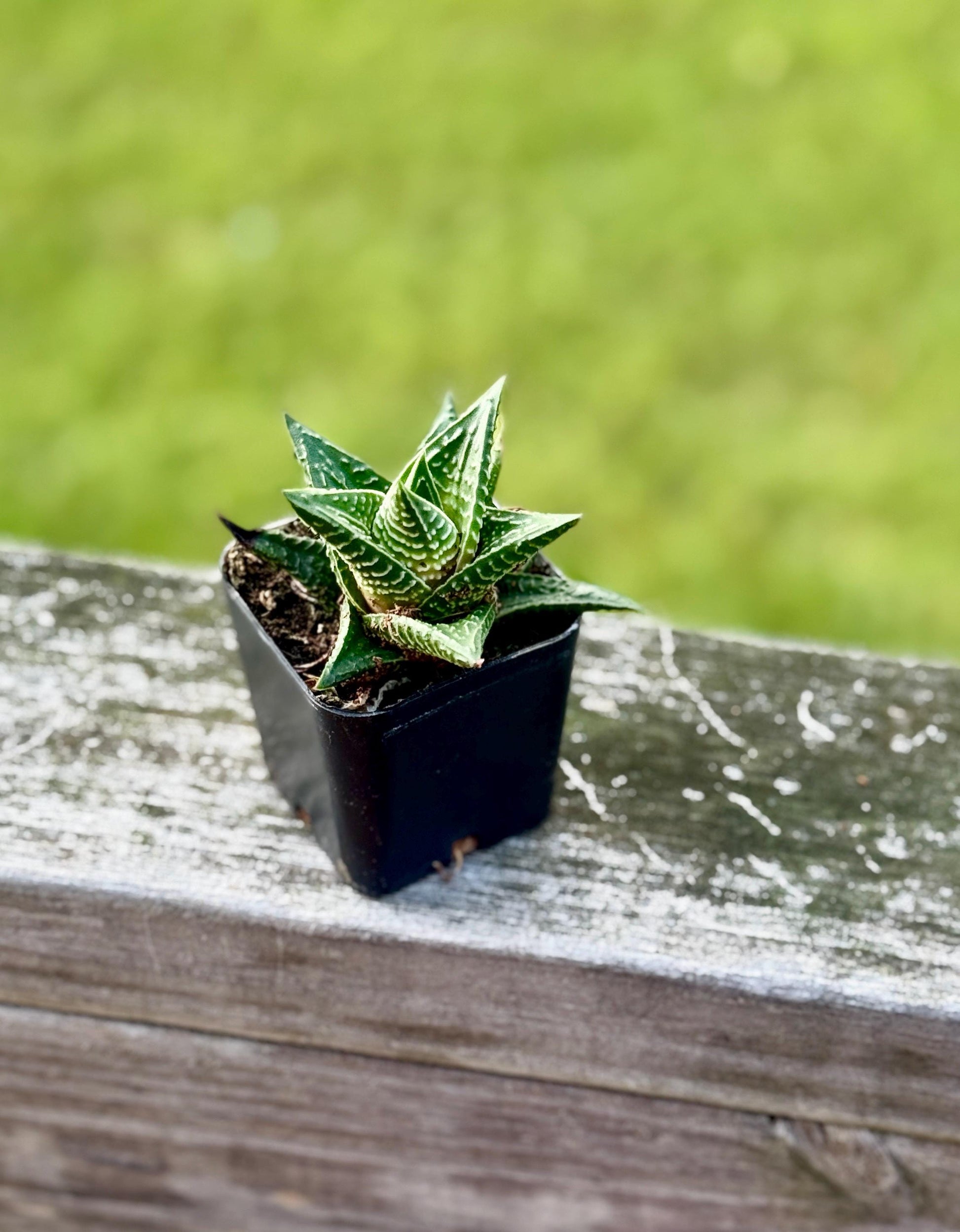 Succulent Starter Pack | 5 Live Plants Bundle | Echeveria, Jade, String of Pearls & More