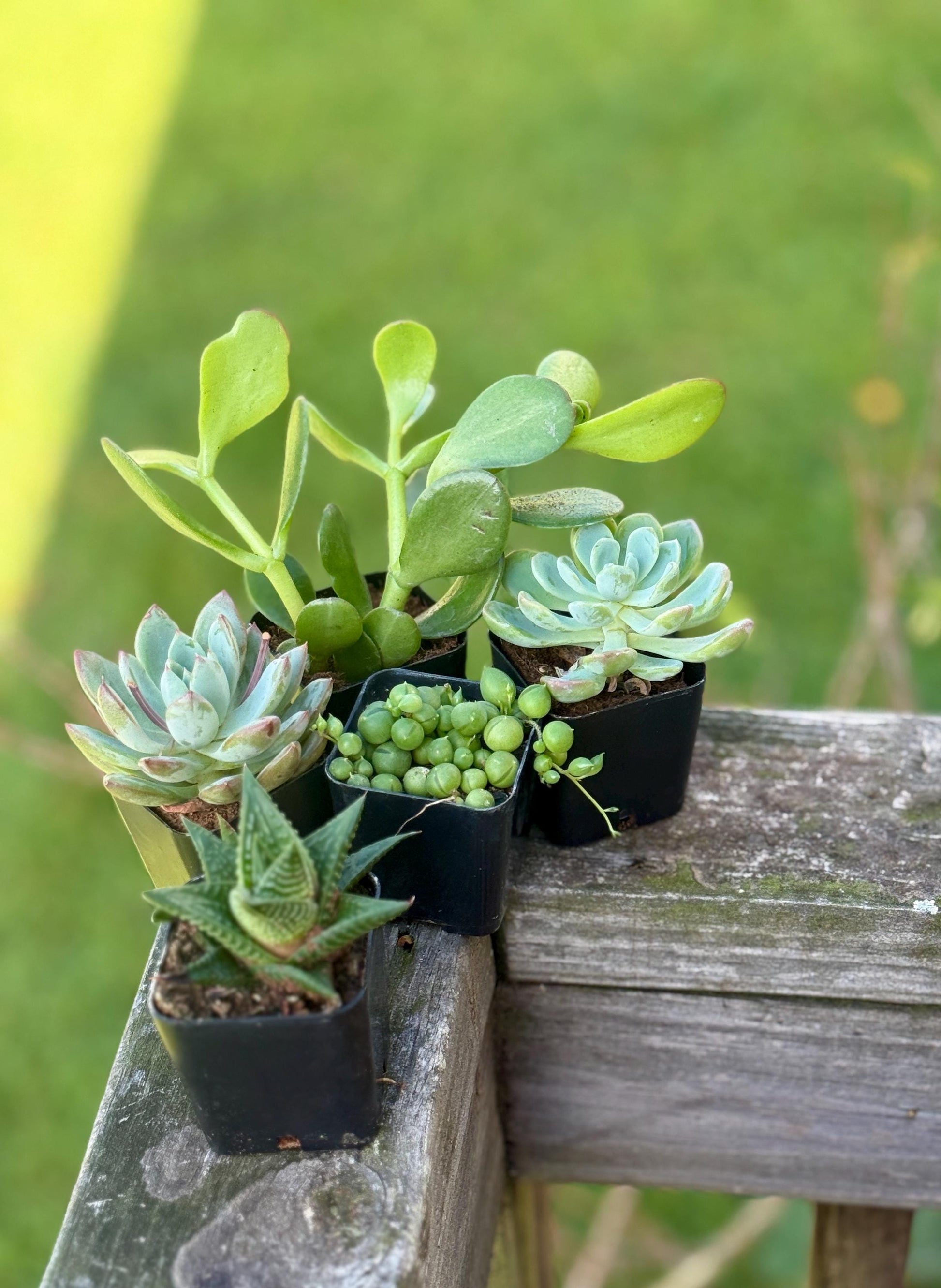 Succulent Starter Pack | 5 Live Plants Bundle | Echeveria, Jade, String of Pearls & More