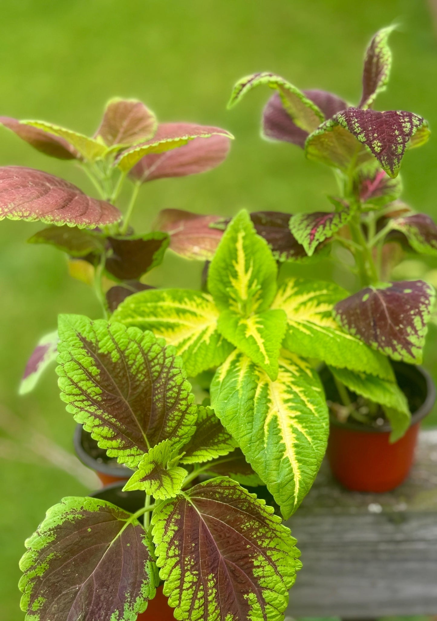 Small Coleus Starter Plant | Colorful Live Plant | 5-8 Inch Cutting Grown *please read description*