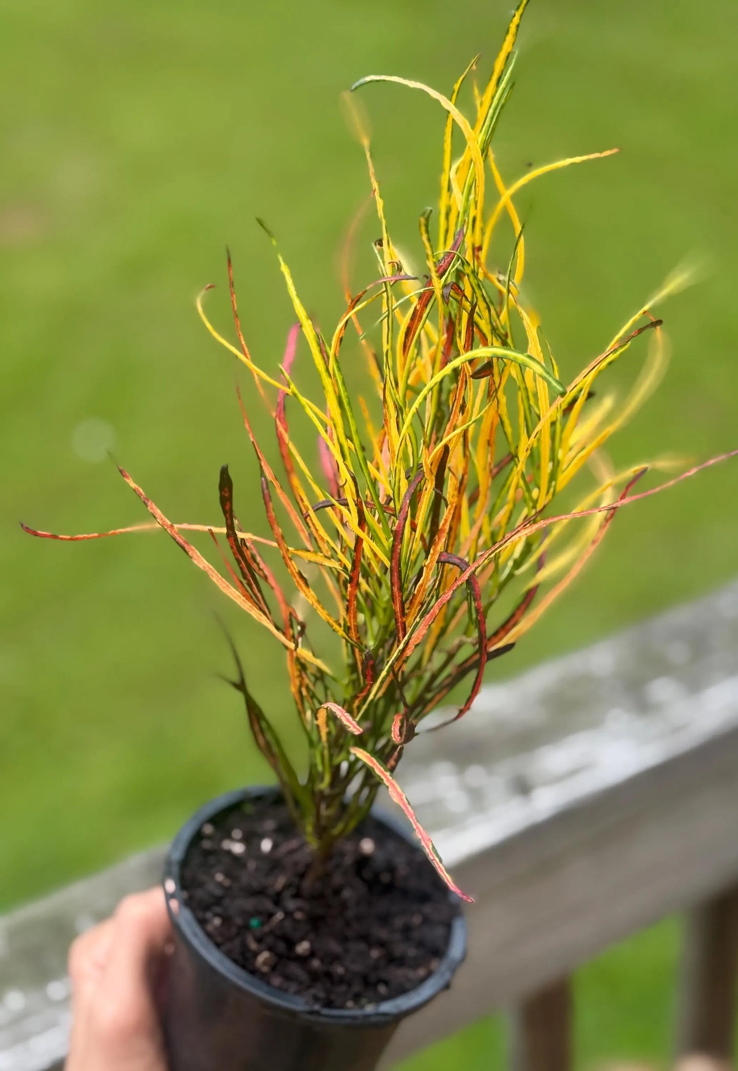 Croton ‘Picasso’ | Striped Foliage | 5 - 8"