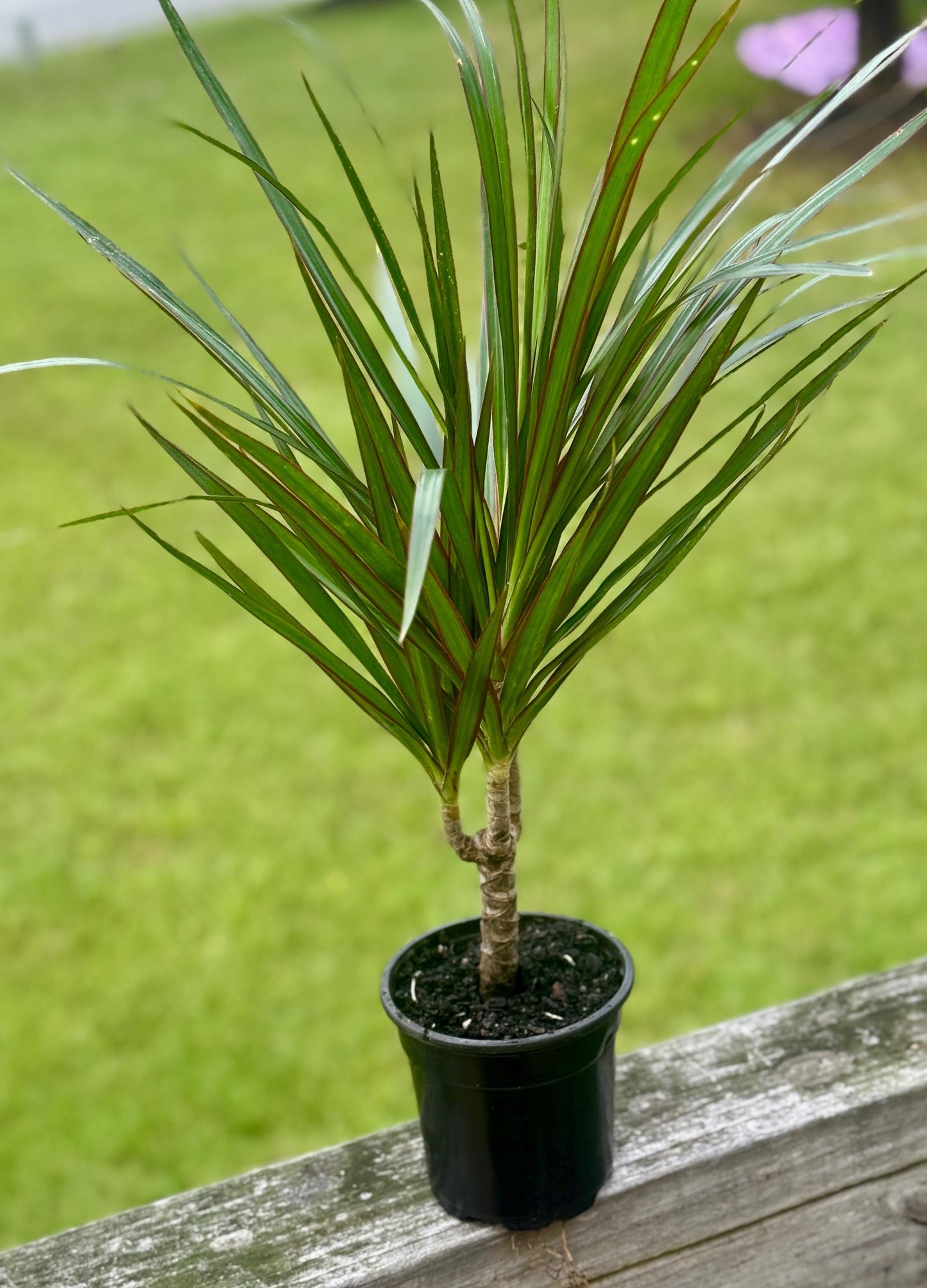 Dracaena Magenta – 6-10” Starter Plant