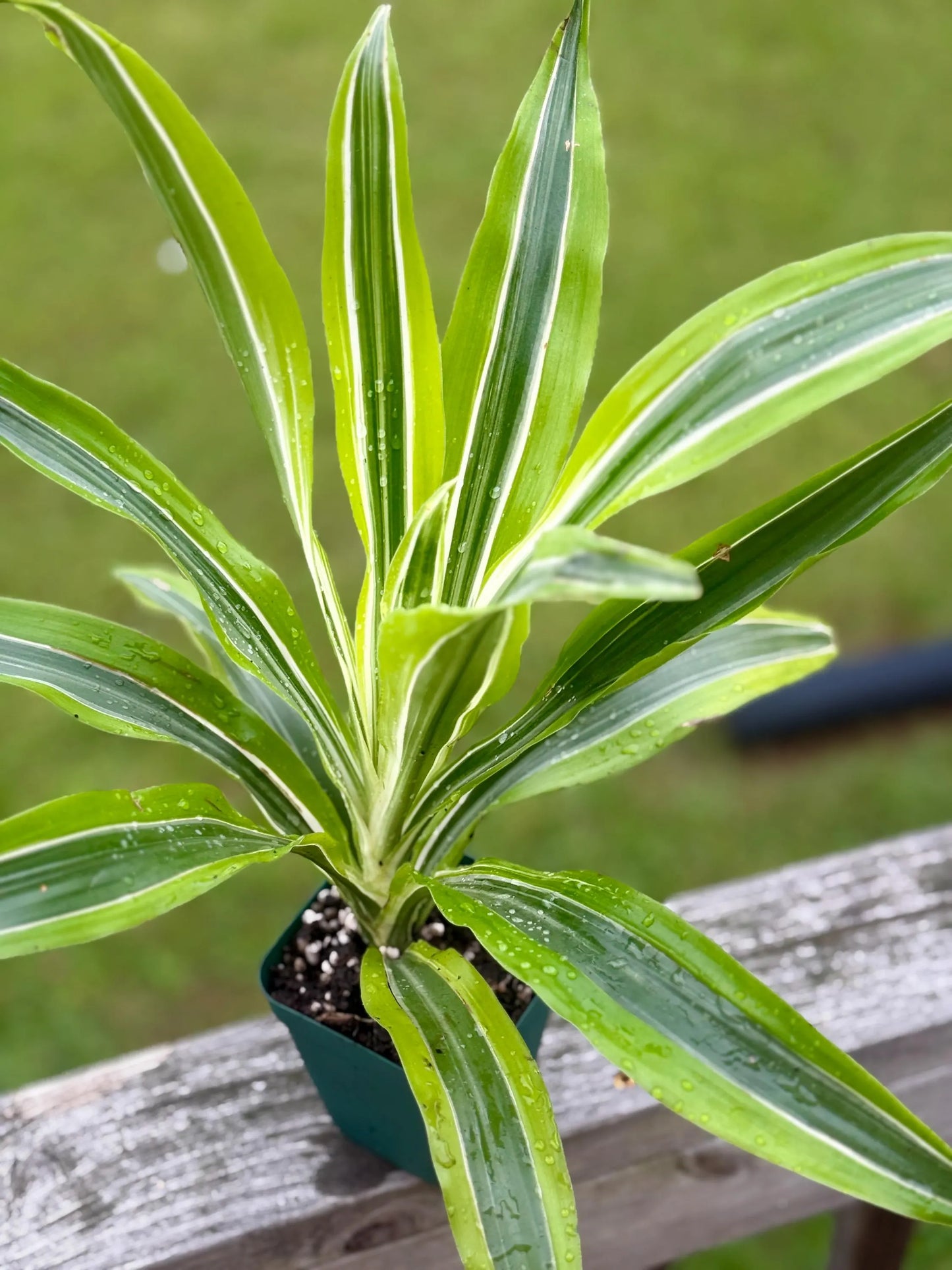 Dracaena ‘Lemon Surprise’ | Bright Lime Variegated Houseplant | 3” Fabric Nursery Pot