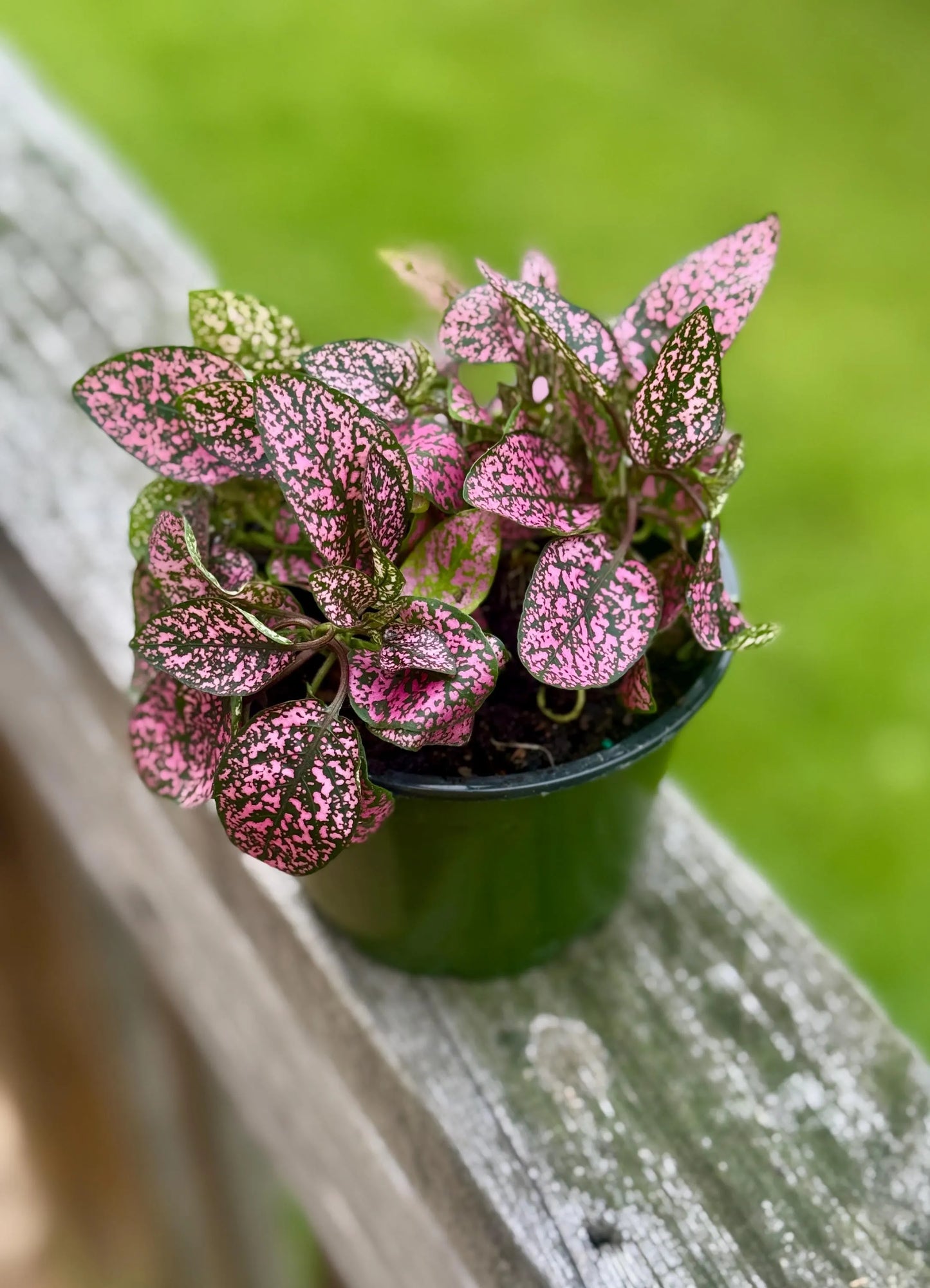 Polka Dot Plant | Pink Hypoestes | Colorful Live Houseplant