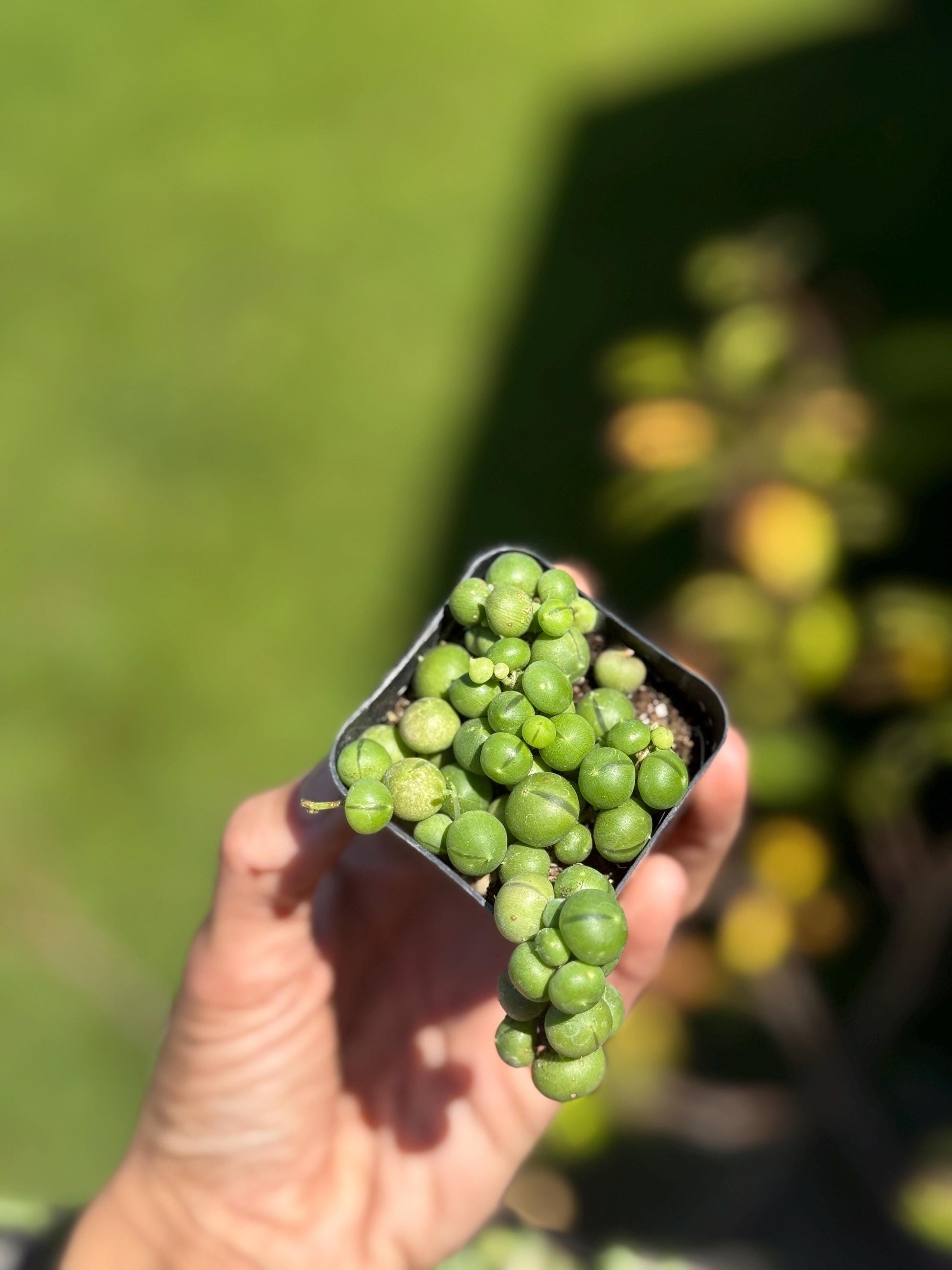Bundle - 2” Starter String of Pearls Plant (3) – Senecio rowleyanus *please read description*