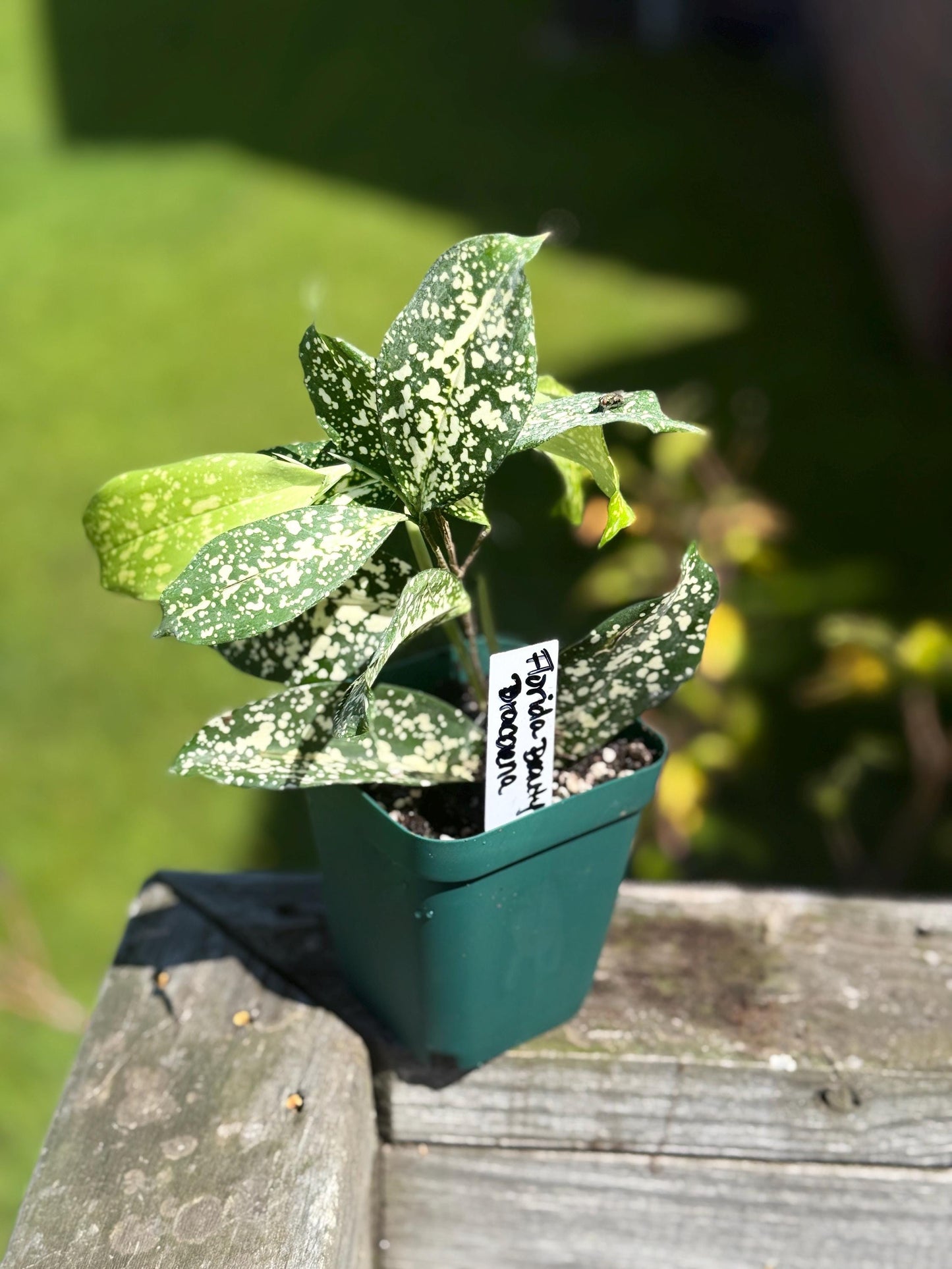 Starter Florida Beauty Dracaena – 6–10” Live Plant *please read description*