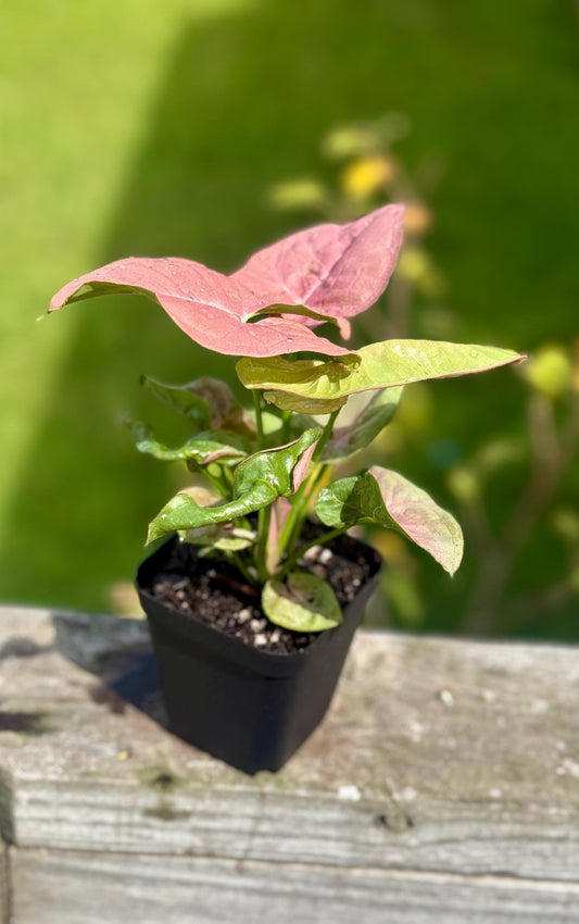 Small Cupid’s Quiver Arrowhead Plant (4-7”) - Syngonium podophyllym