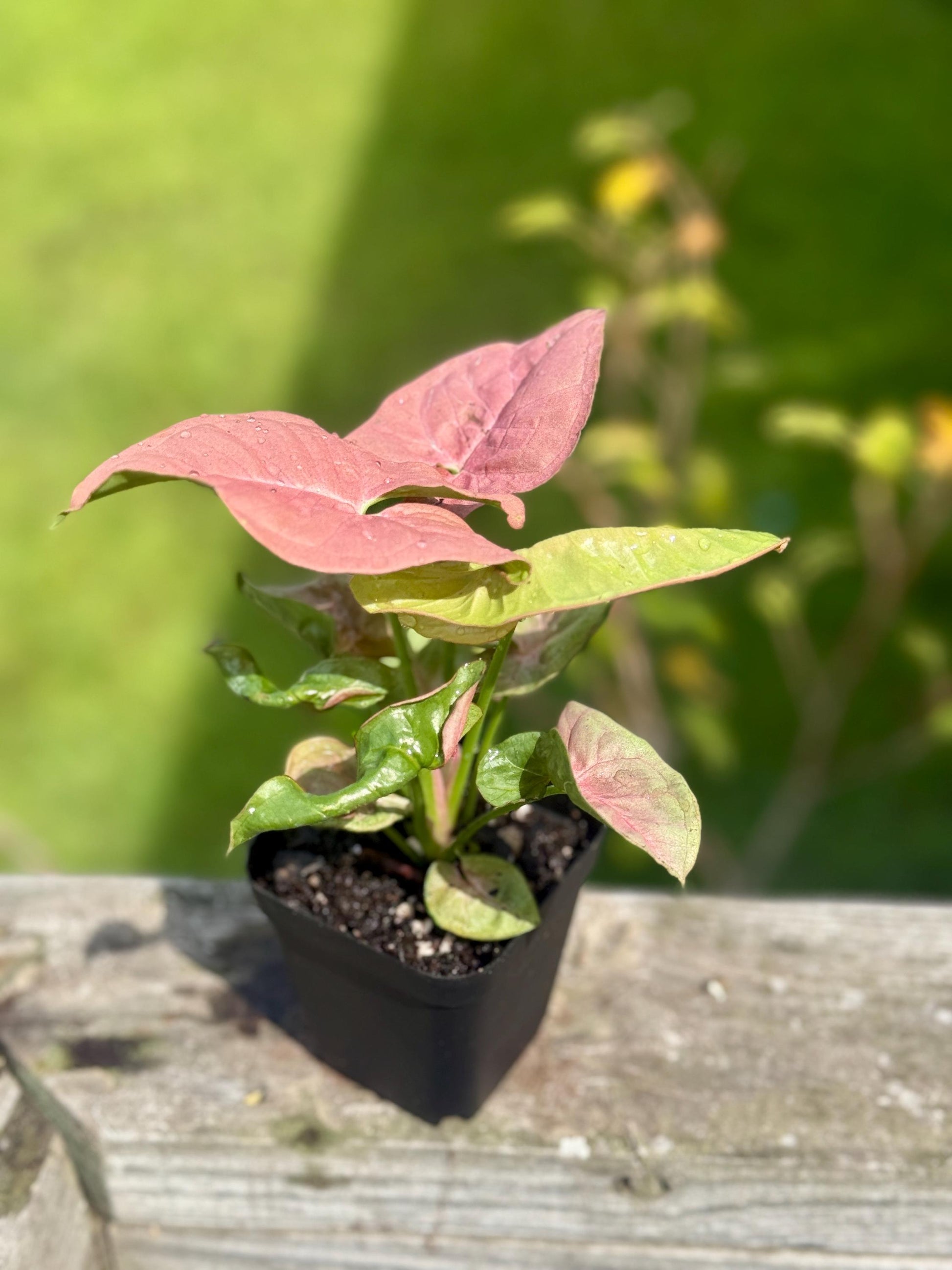 Small Cupid’s Quiver Arrowhead Plant (4-7”) - Syngonium podophyllym